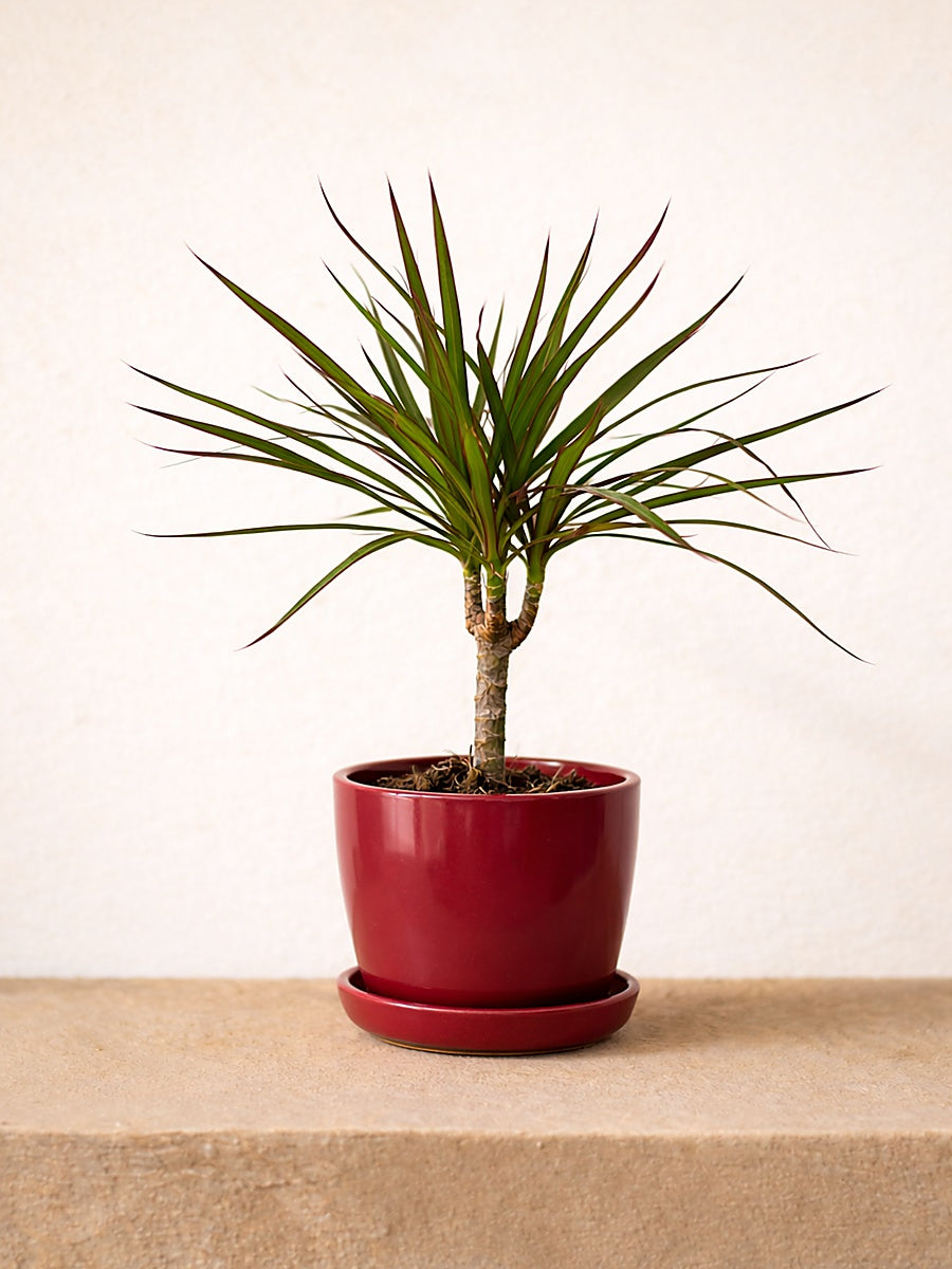 dracaena terracotta Dracaena Marginata Head | Table Top Indoor Plants