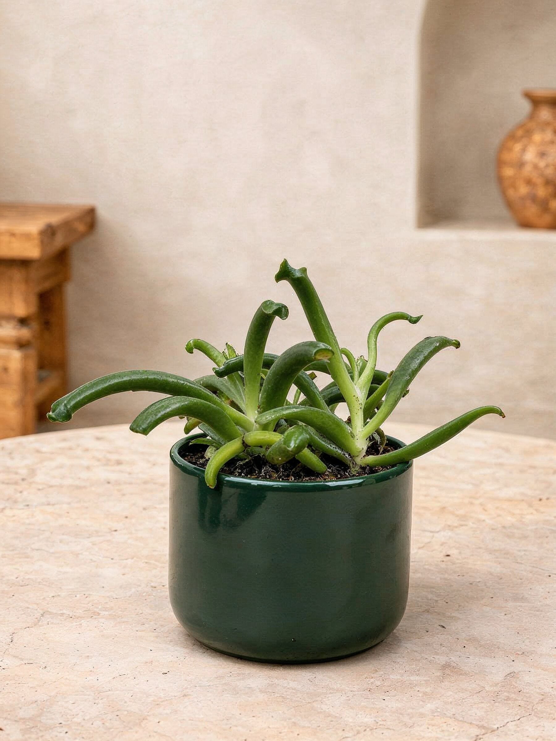 Cotyledon Elephant's Trunk