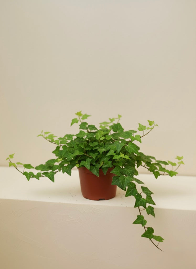 English Ivy