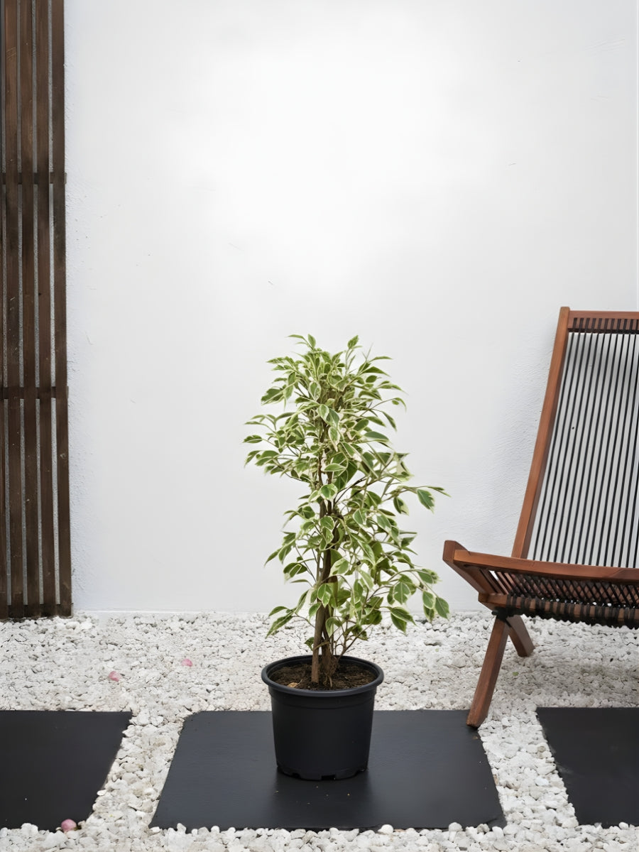 Ficus Benjamina Starlight Outdoor
