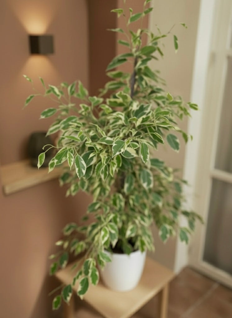 Ficus Benjamina Starlight