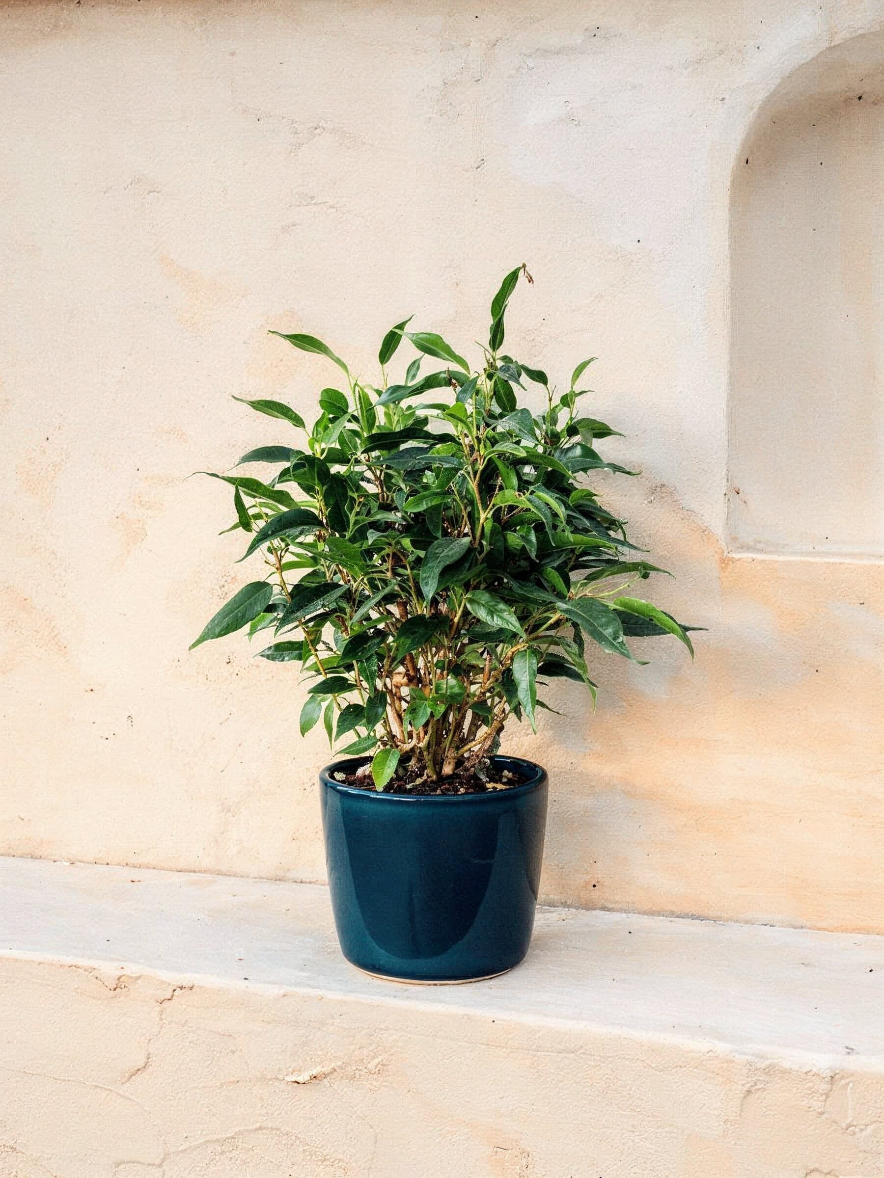 Ficus Natasja