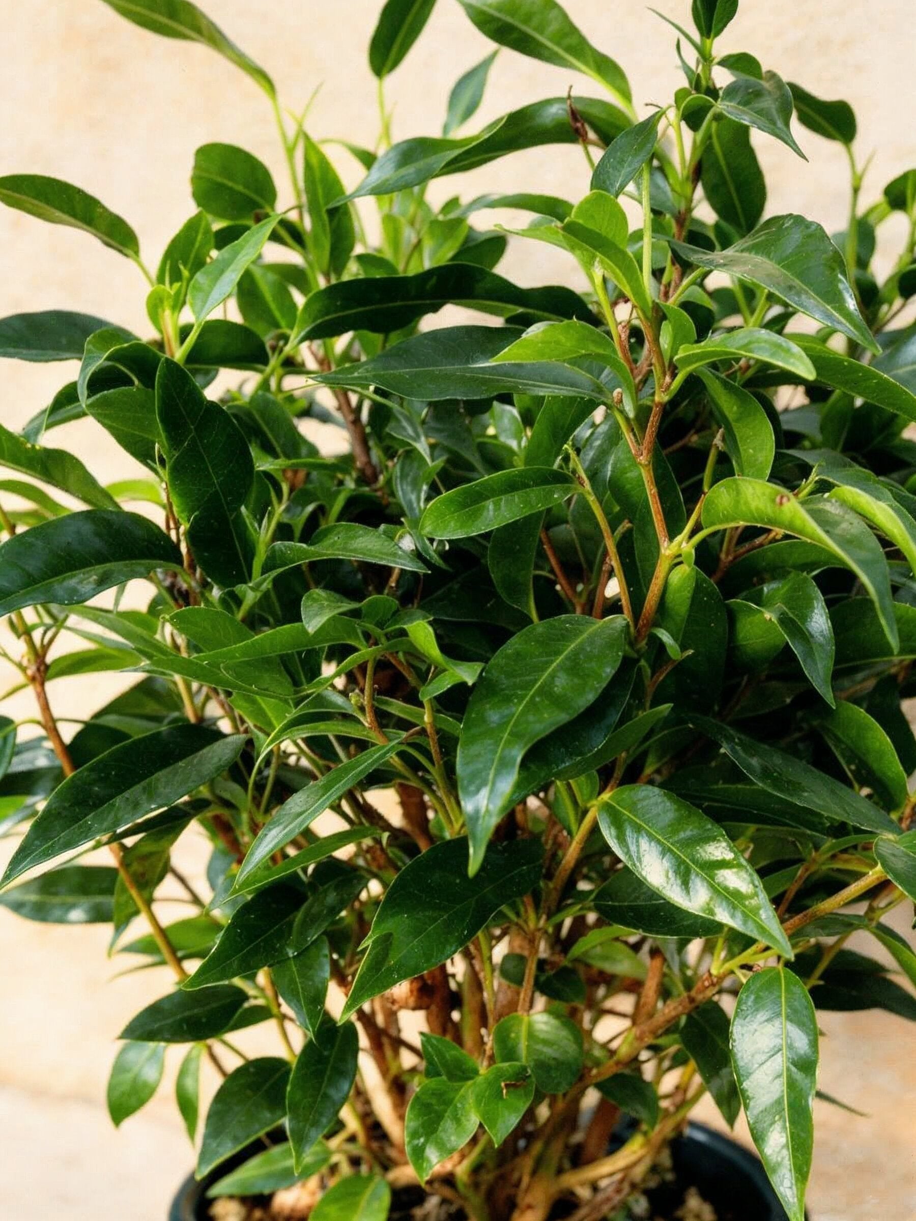 Ficus Natasja