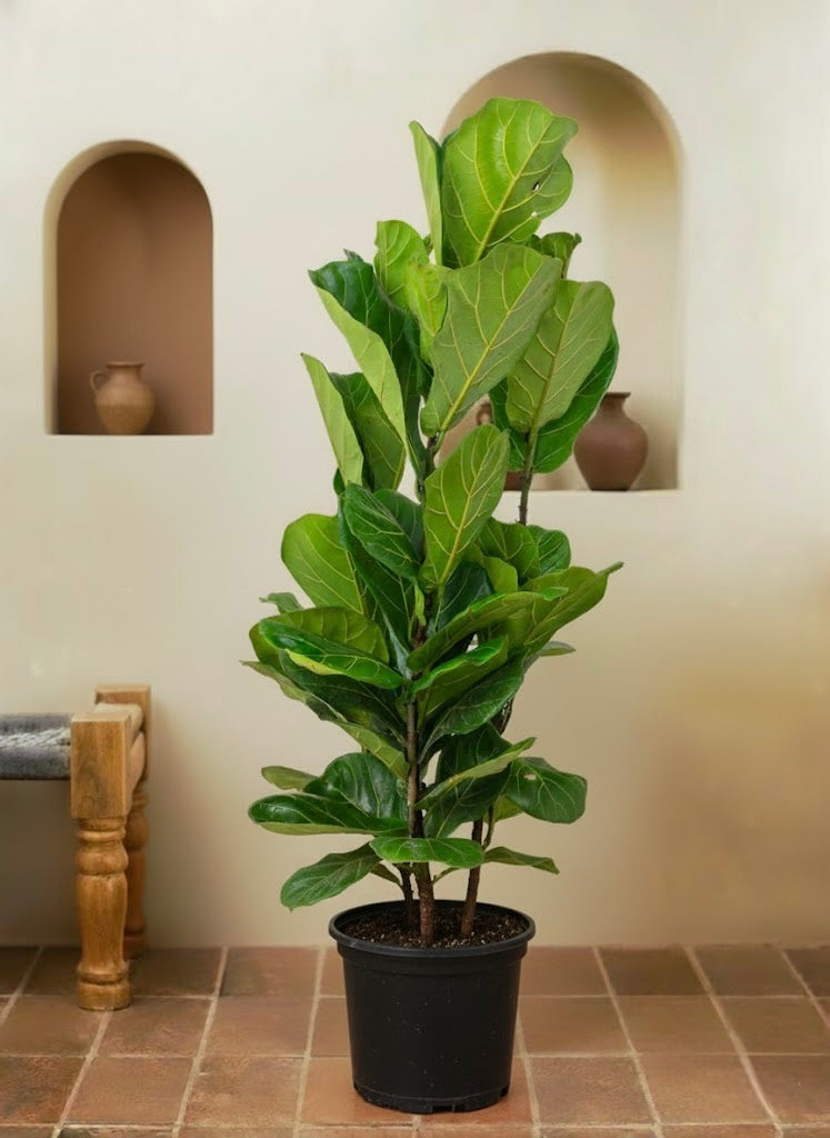 Fiddle Leaf Plant