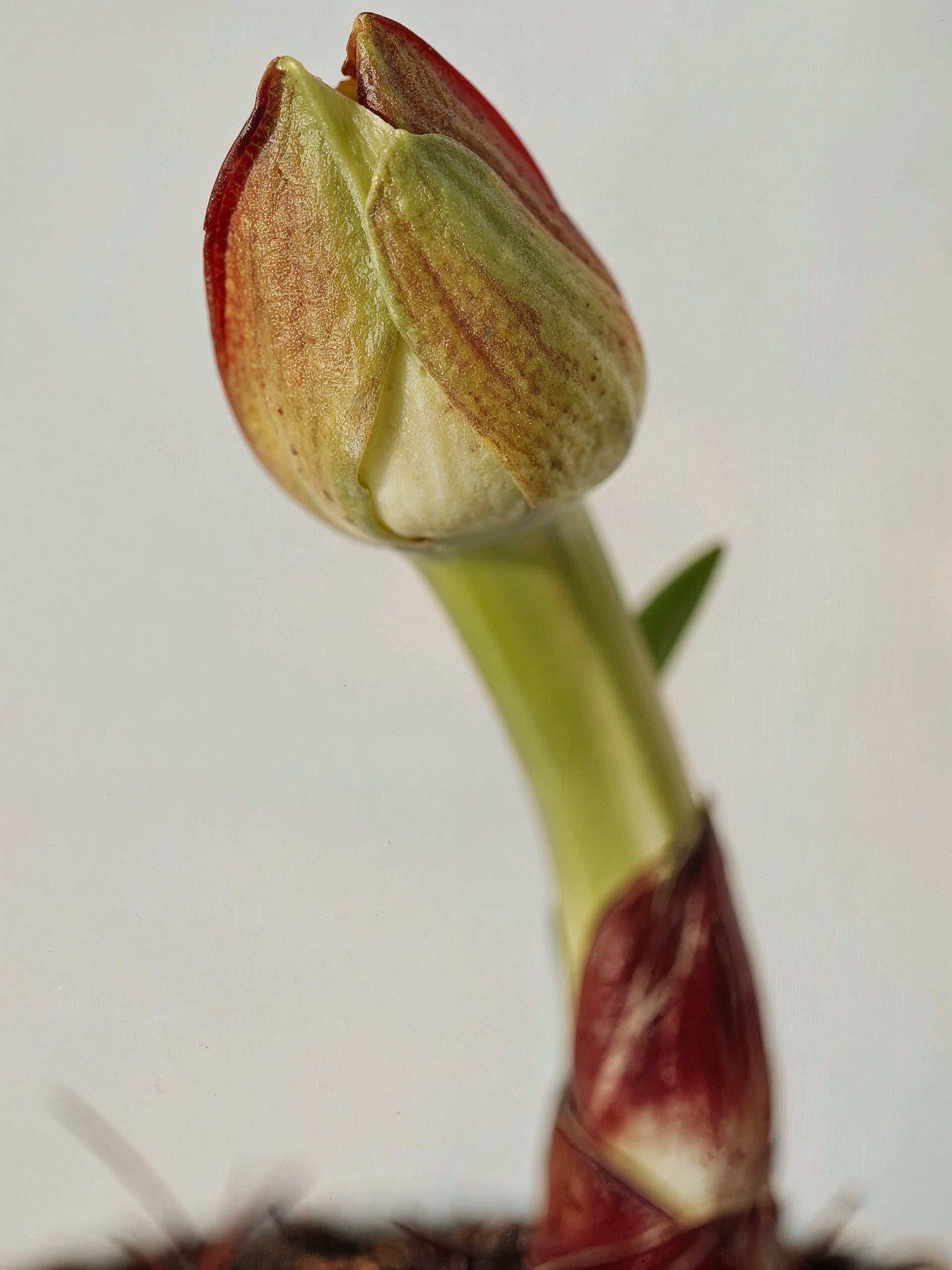 Fireball Lily