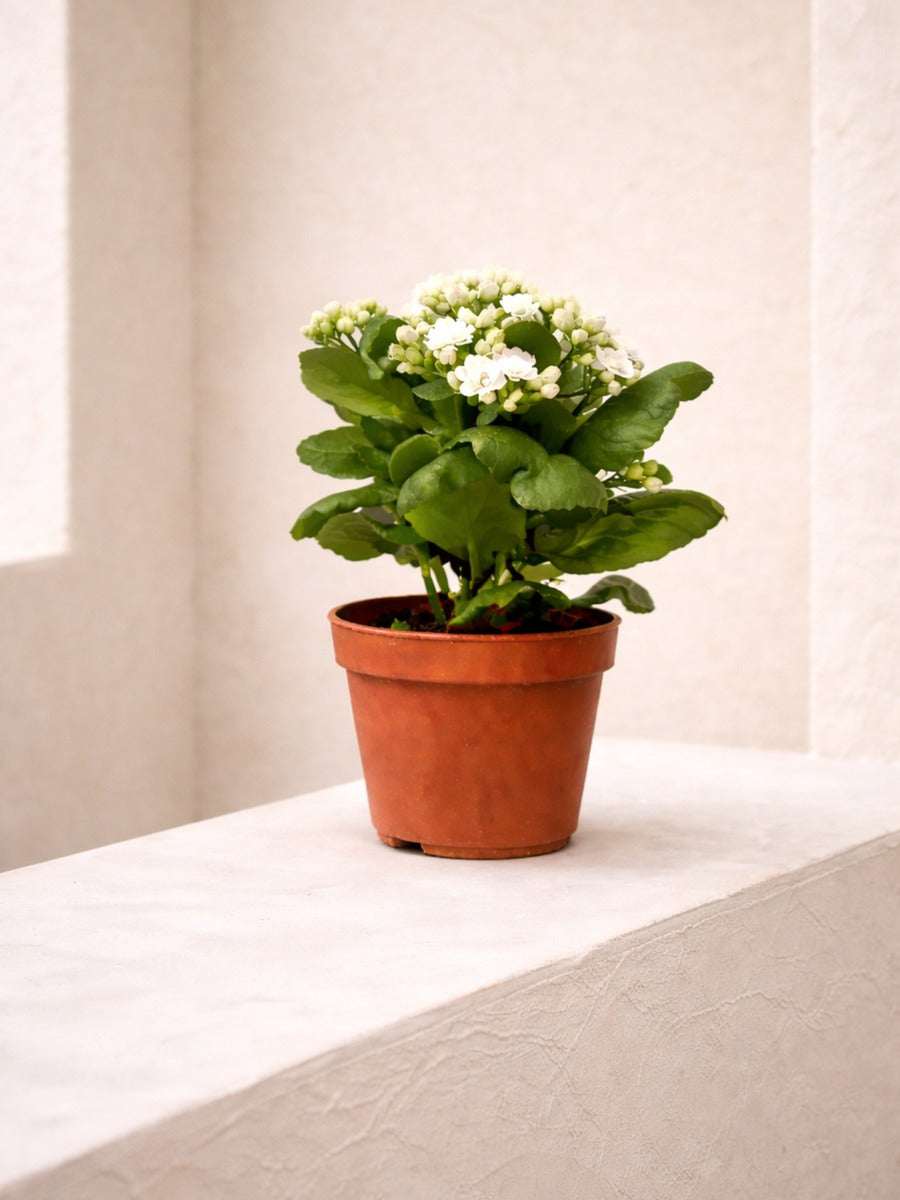 Flaming Katy 'Kalanchoe'