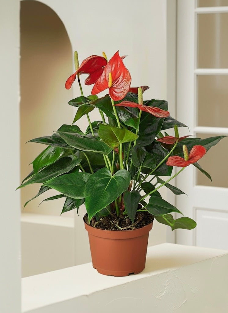Flamingo Plant - Anthurium | Table Top Indoor Plants