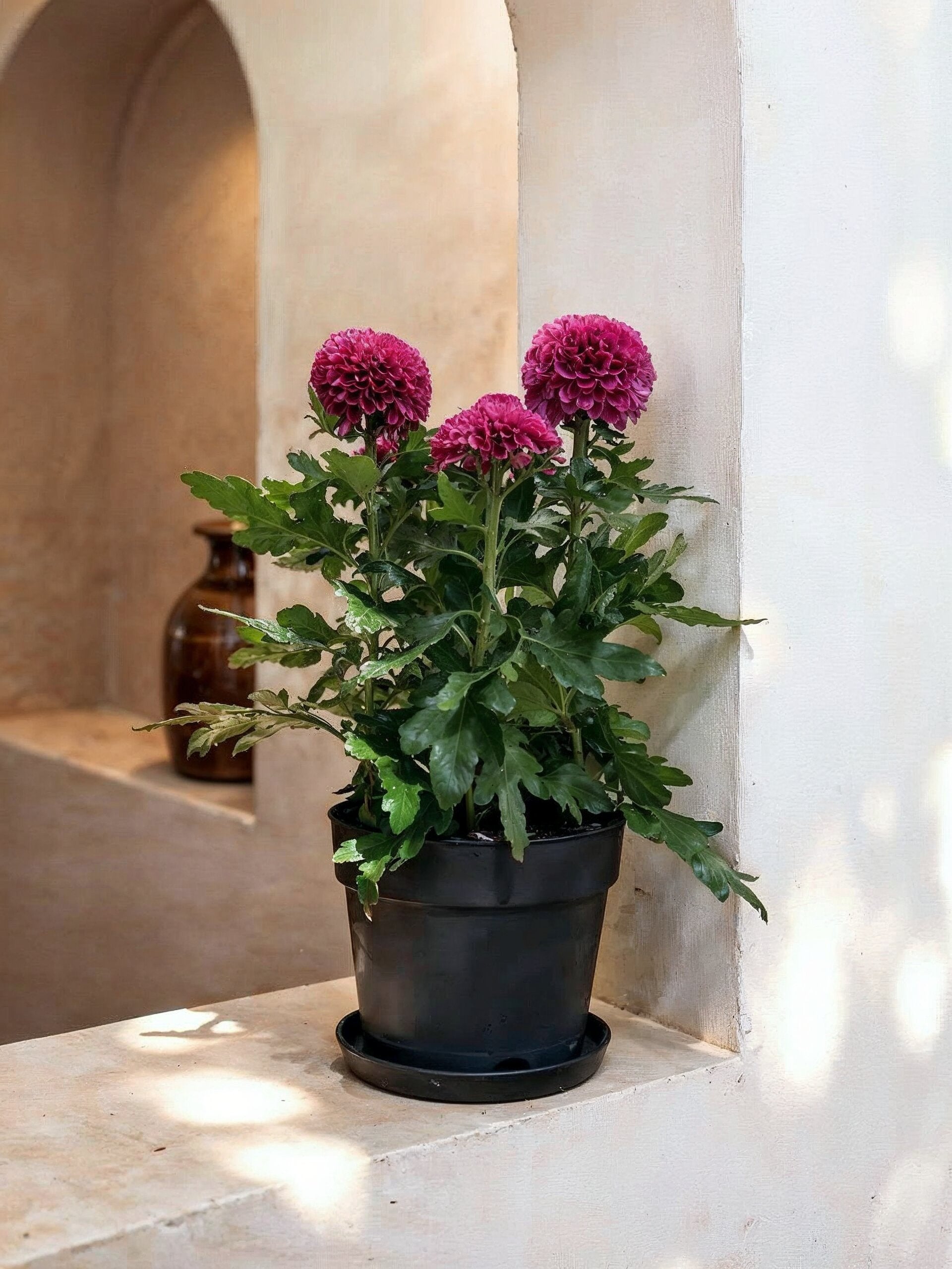 Florist's Chrysanthemum