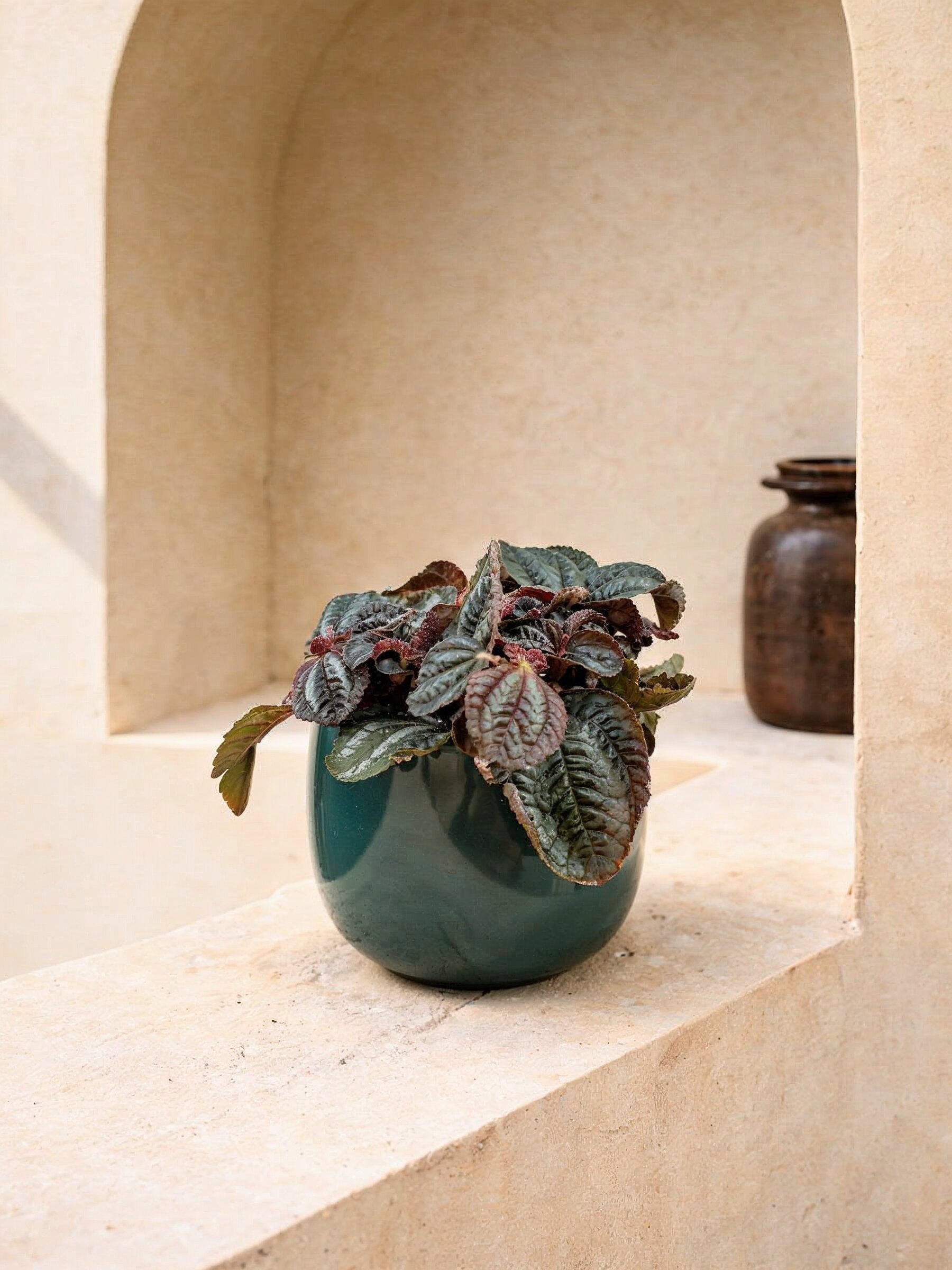 Friendship Plant