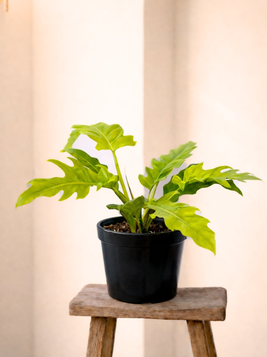 Philodendron Golden Crocodile