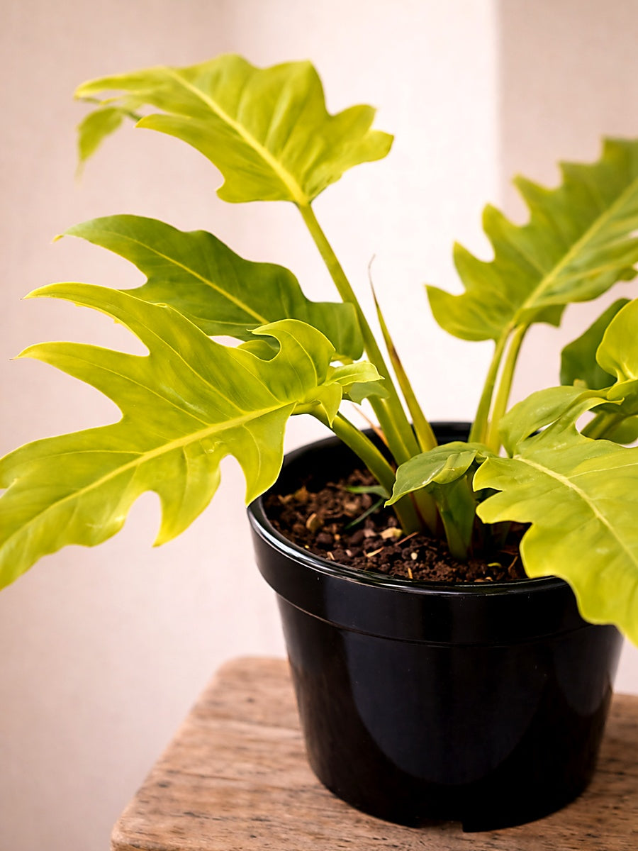Philodendron Golden Crocodile