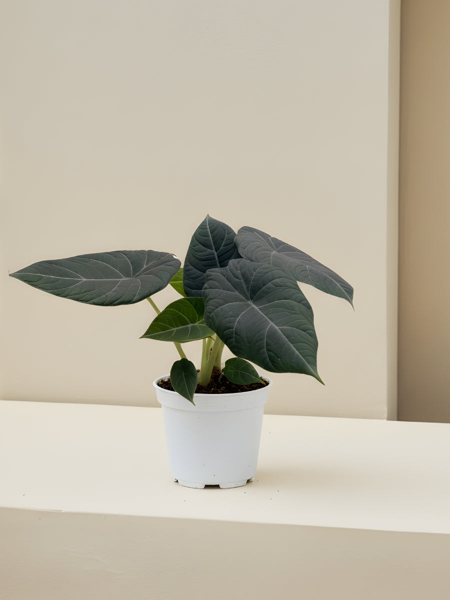 Alocasia Grey Dragon