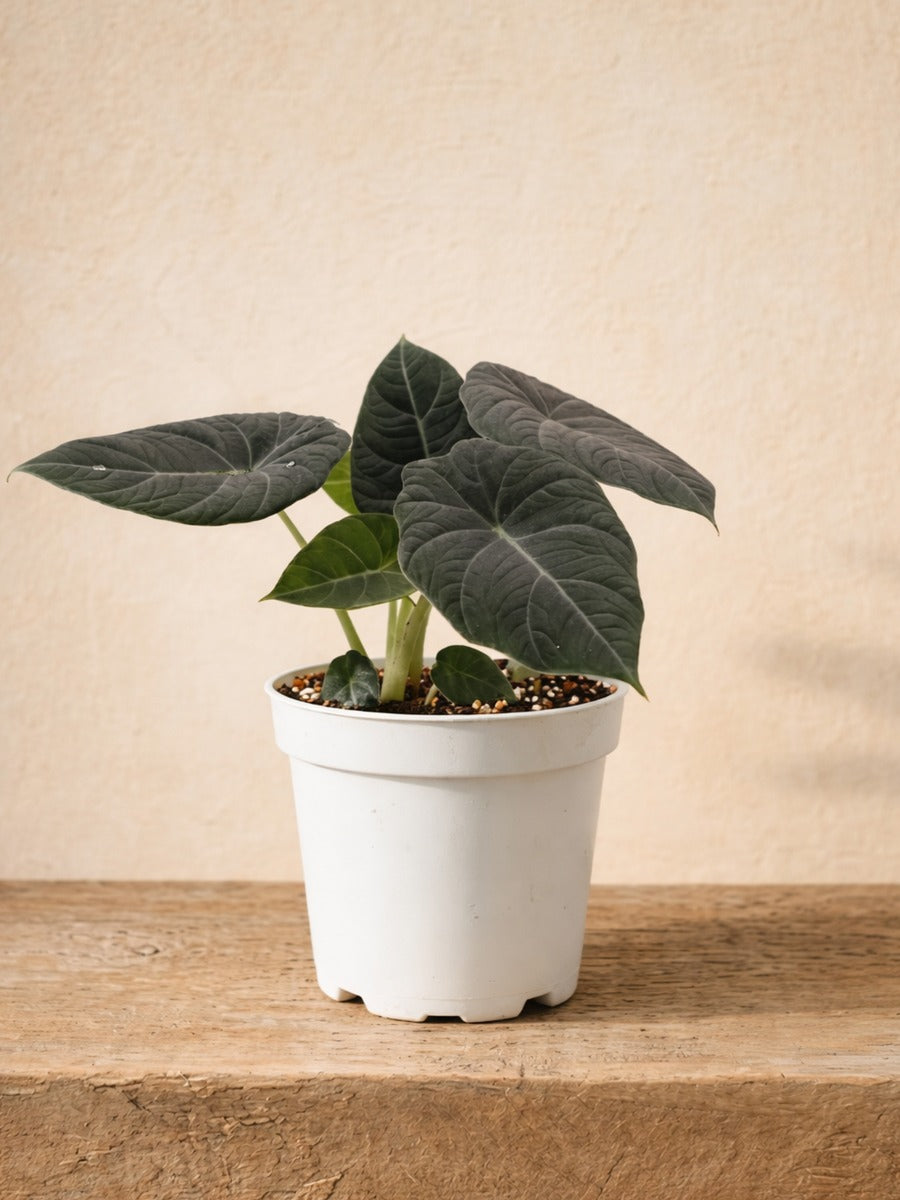 Alocasia Grey Dragon