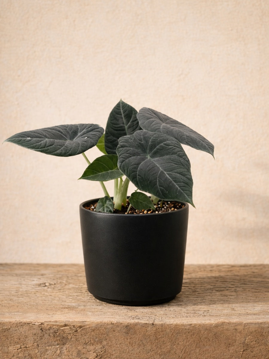Alocasia Grey Dragon