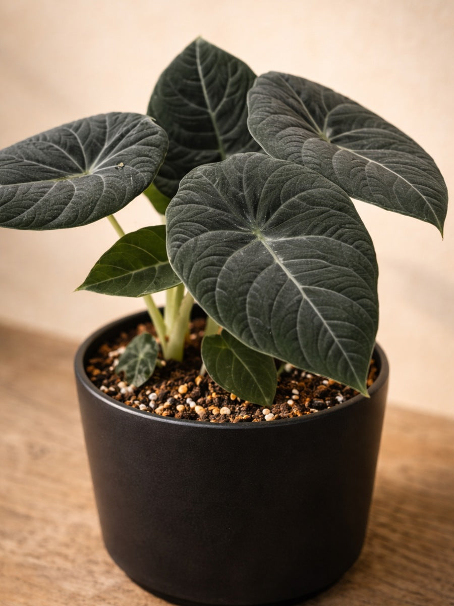Alocasia Grey Dragon