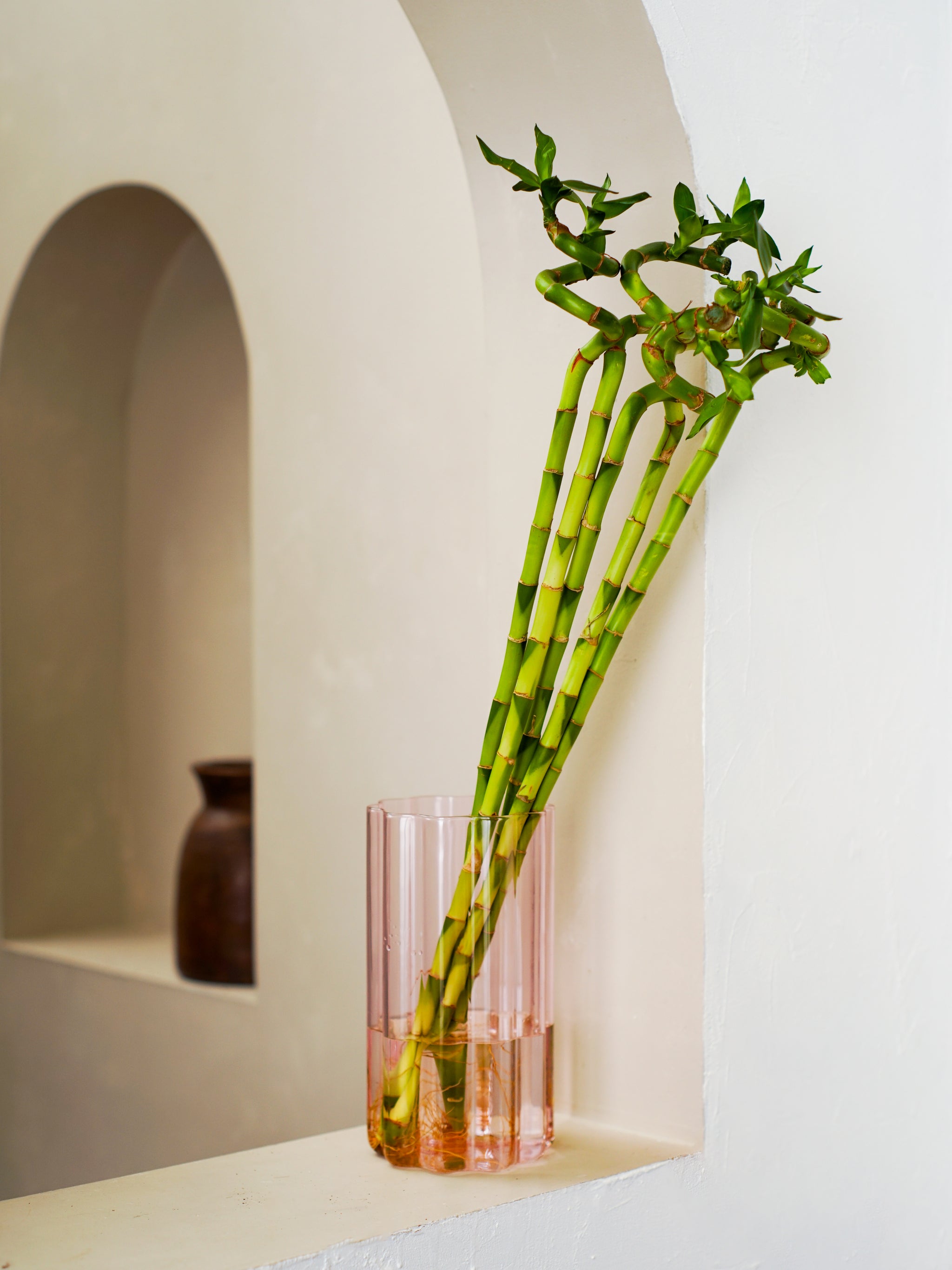 Lucky Bamboo - Dracaena Braunii | Table Top Indoor Plants