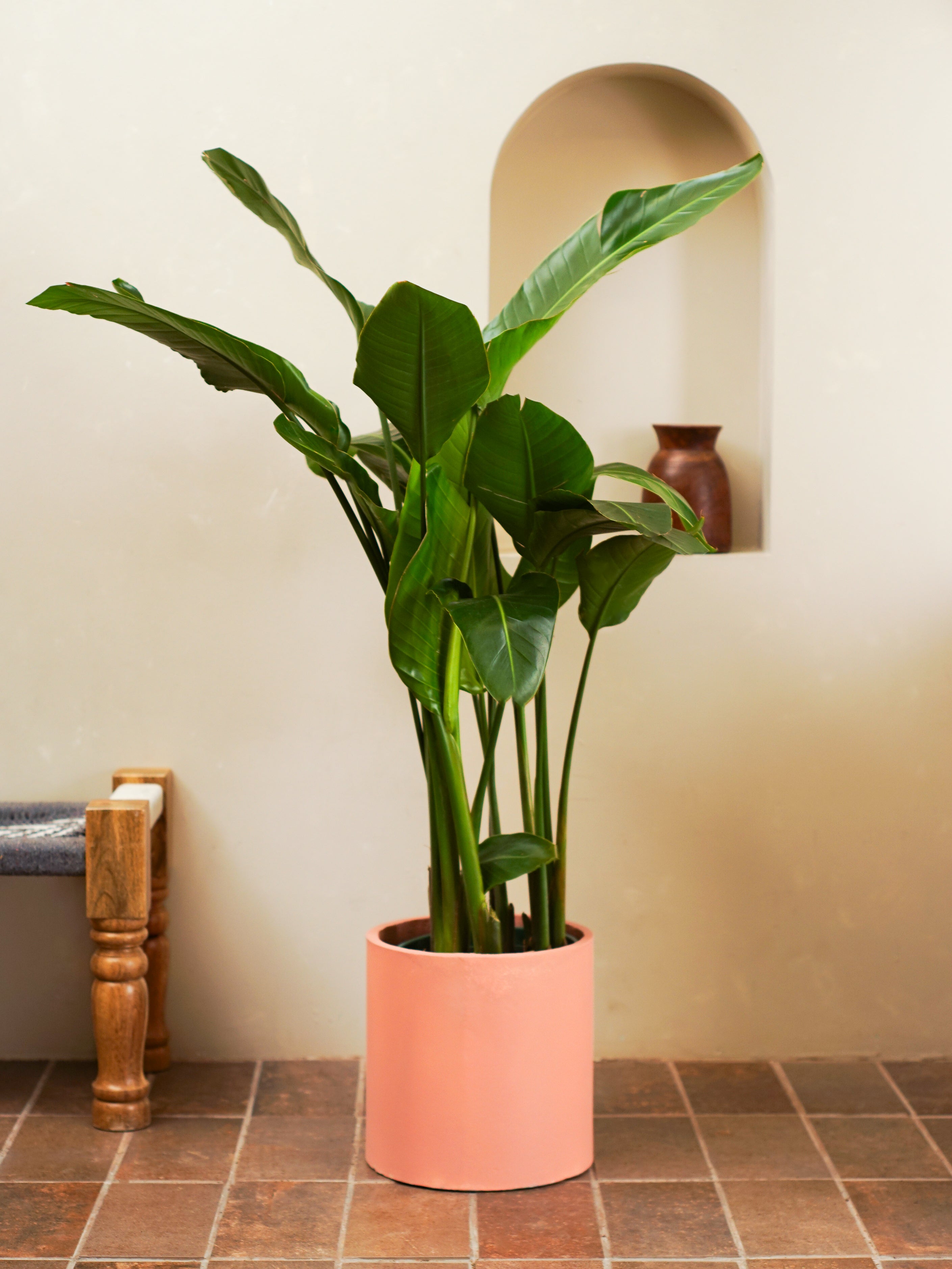 Bird Of Paradise