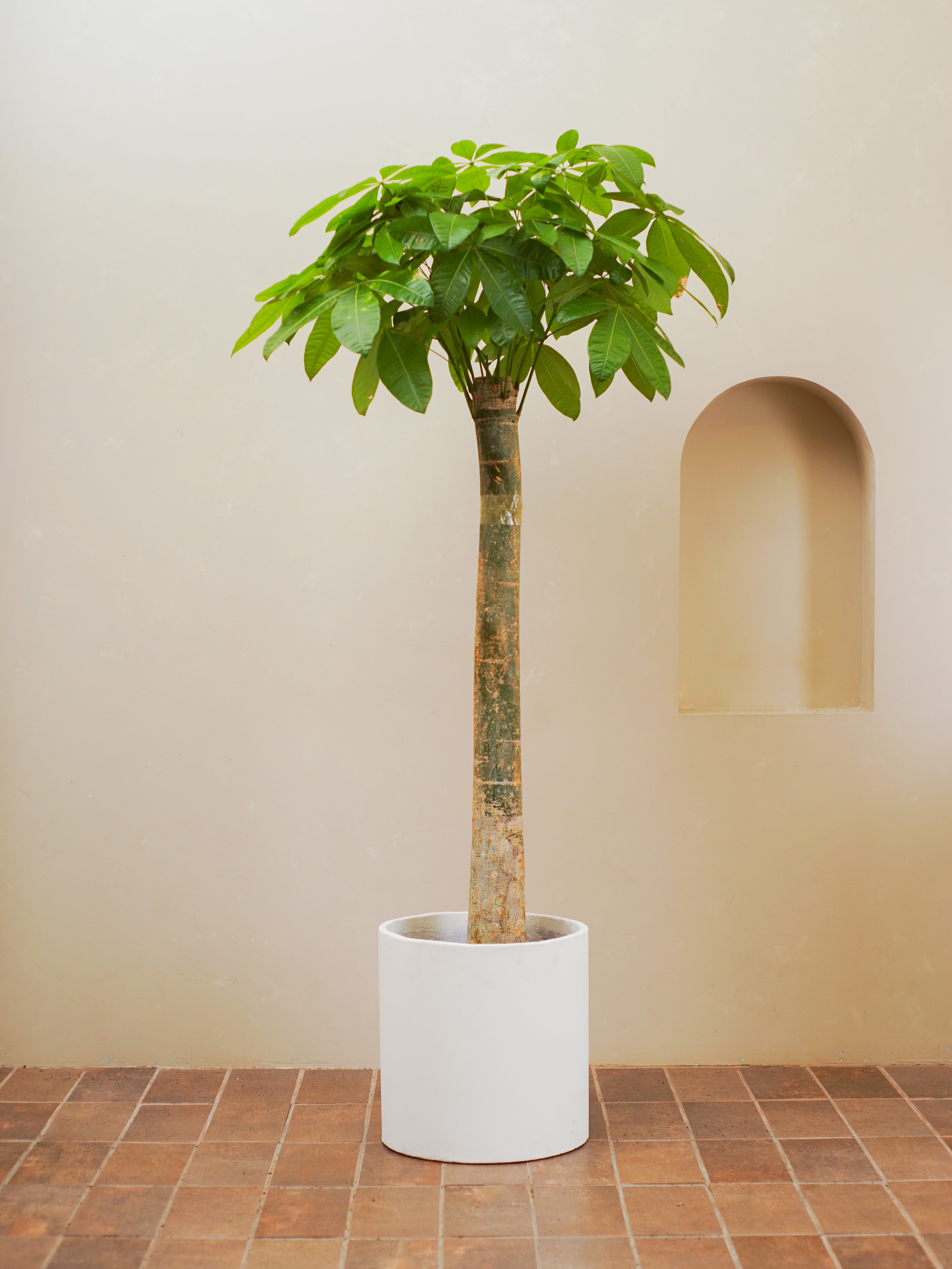Thick Trunk Money Tree