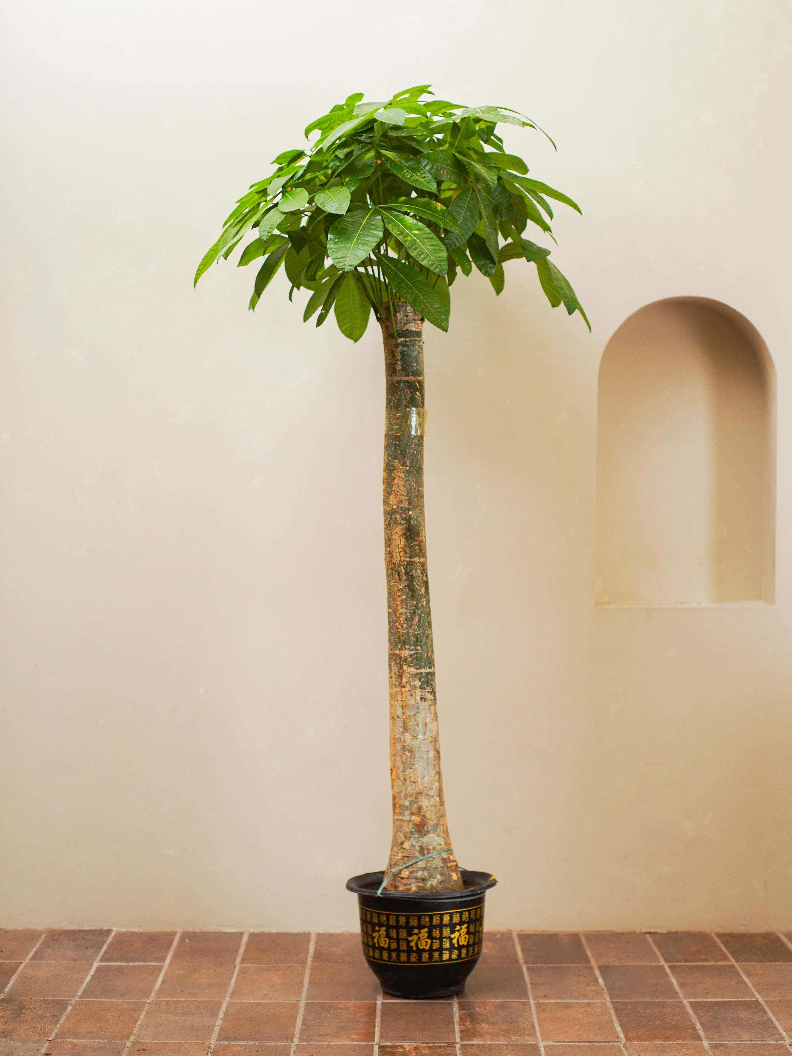 Thick Trunk Money Tree