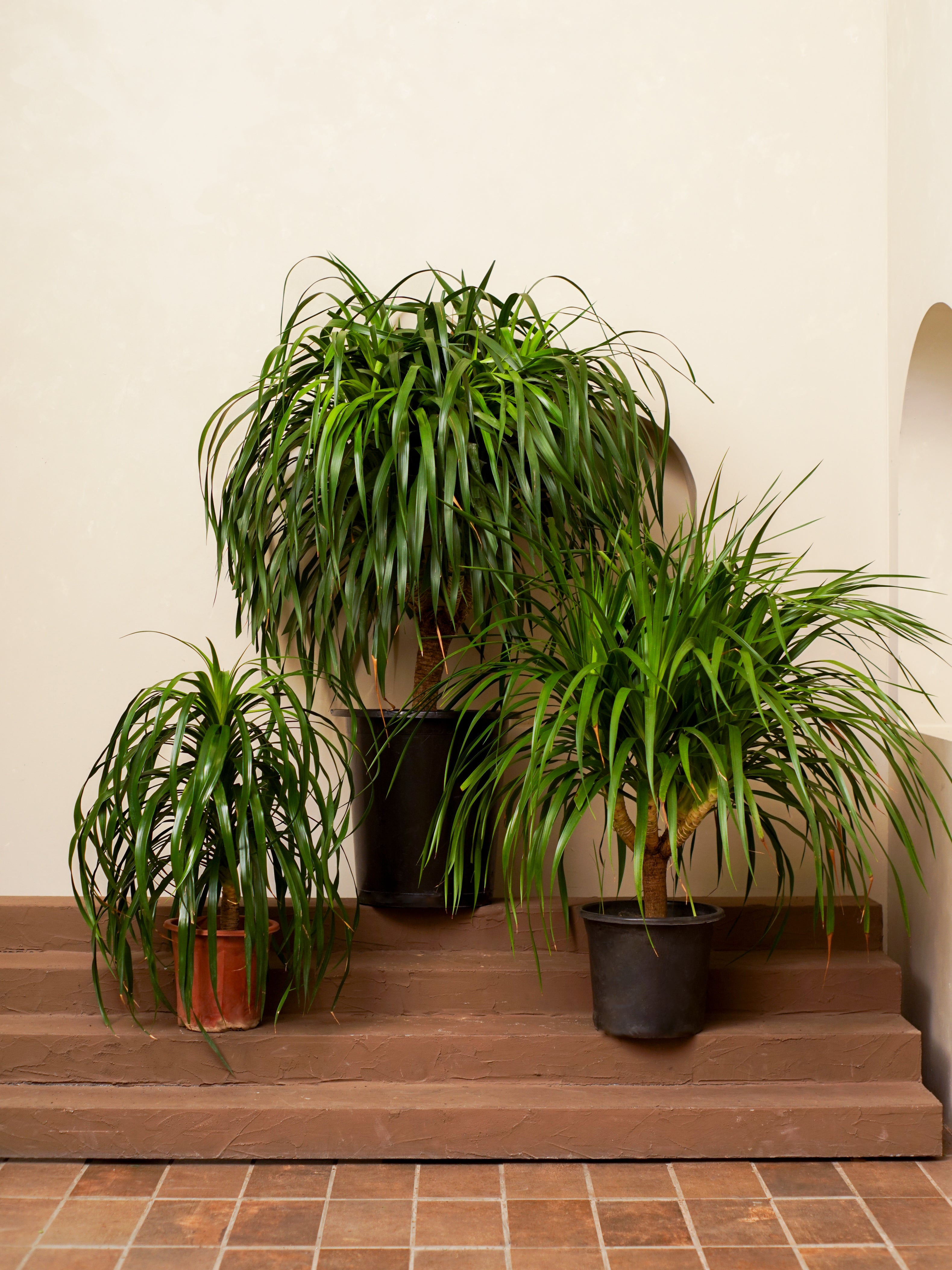 Dracaena Draco