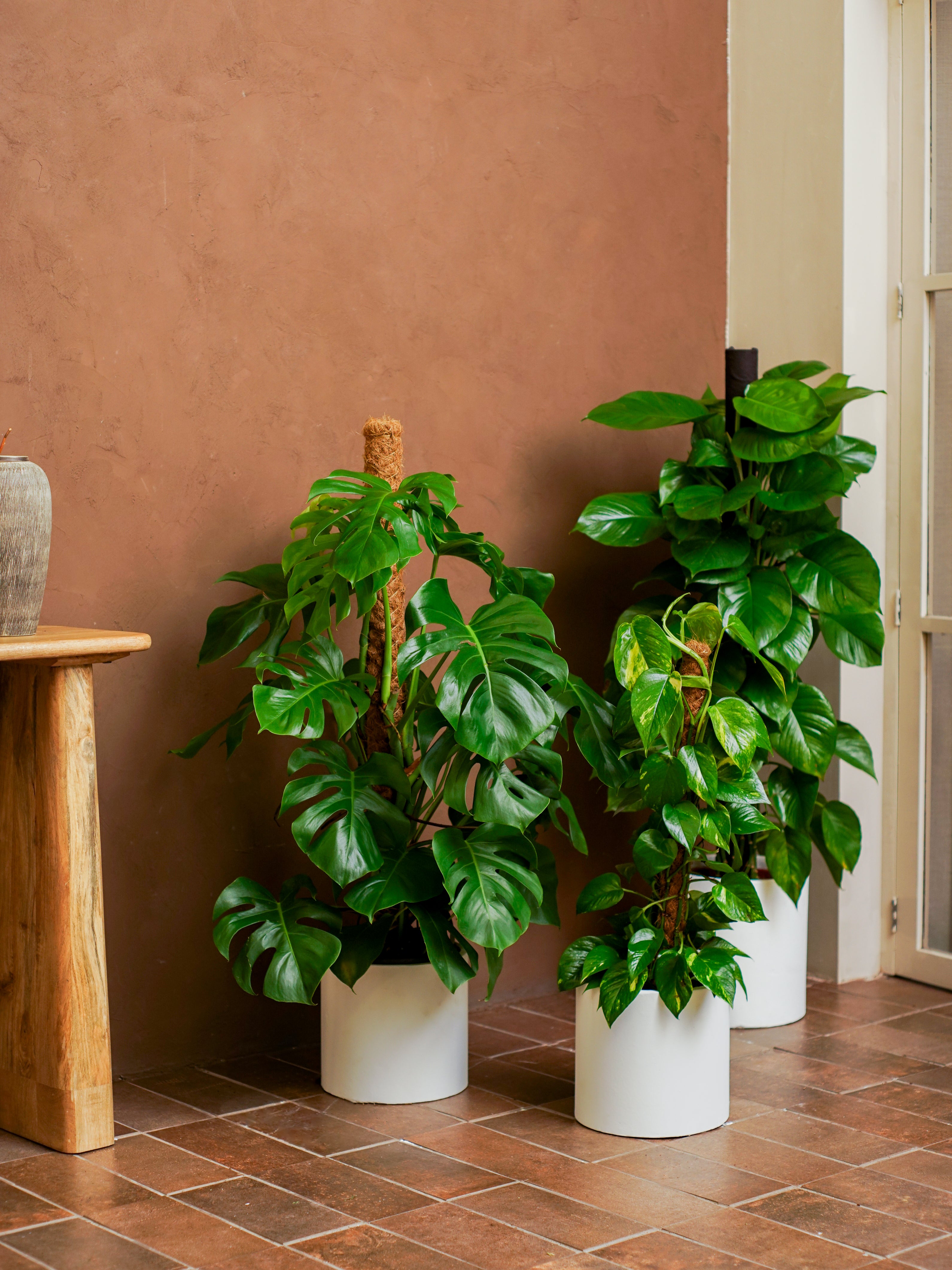 Tropical Climbers