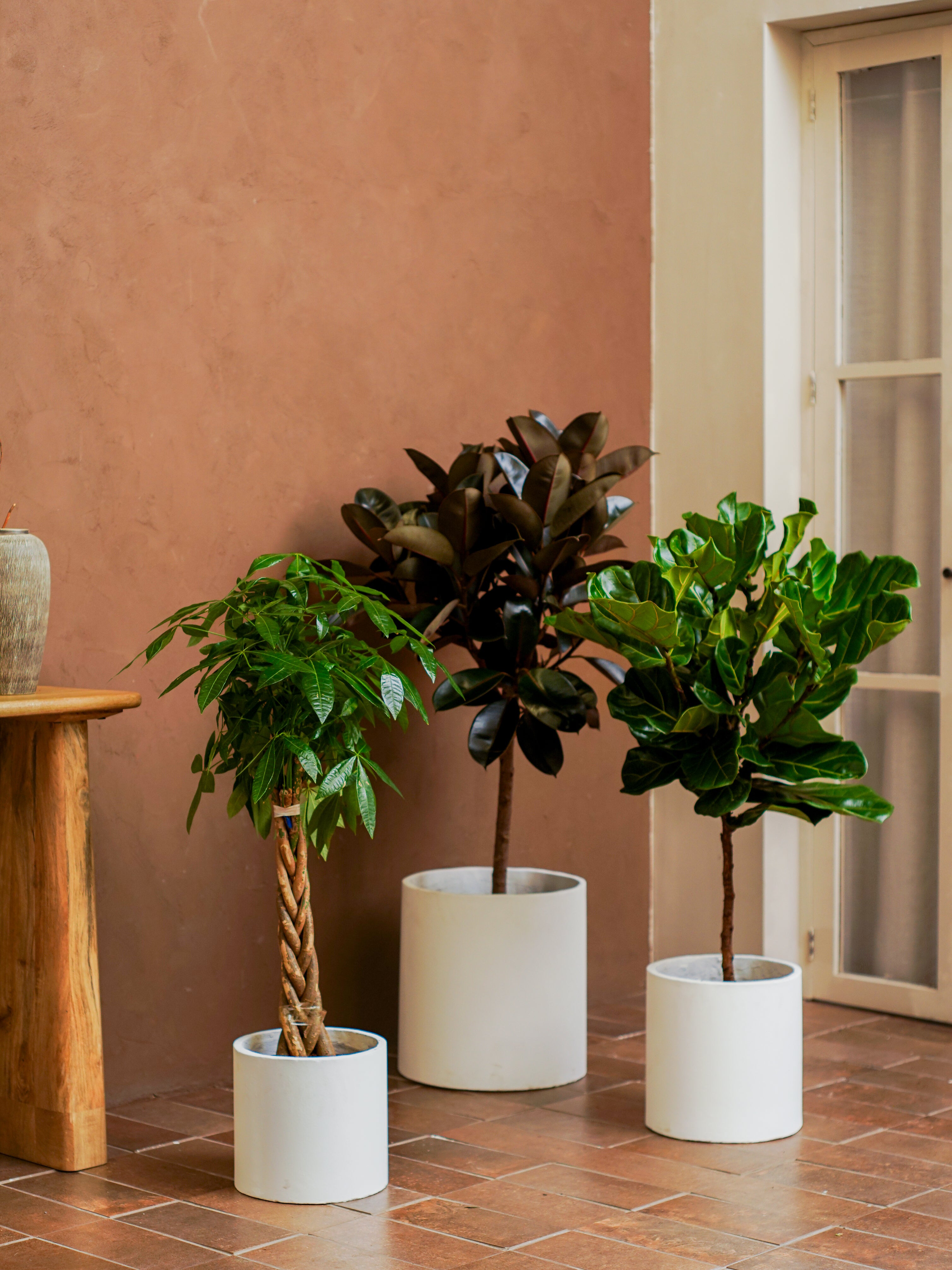Indoor Trees