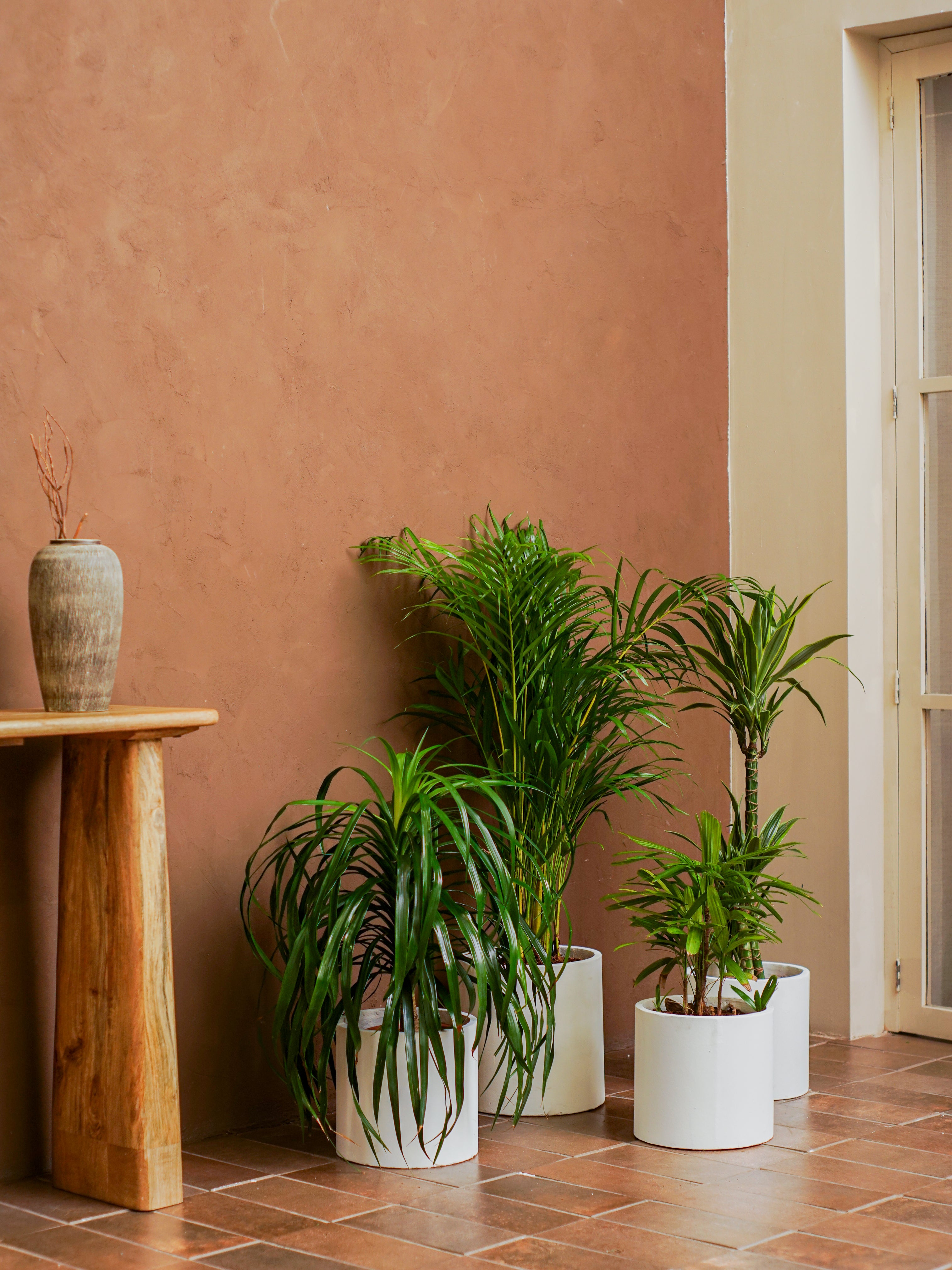 Palm Set