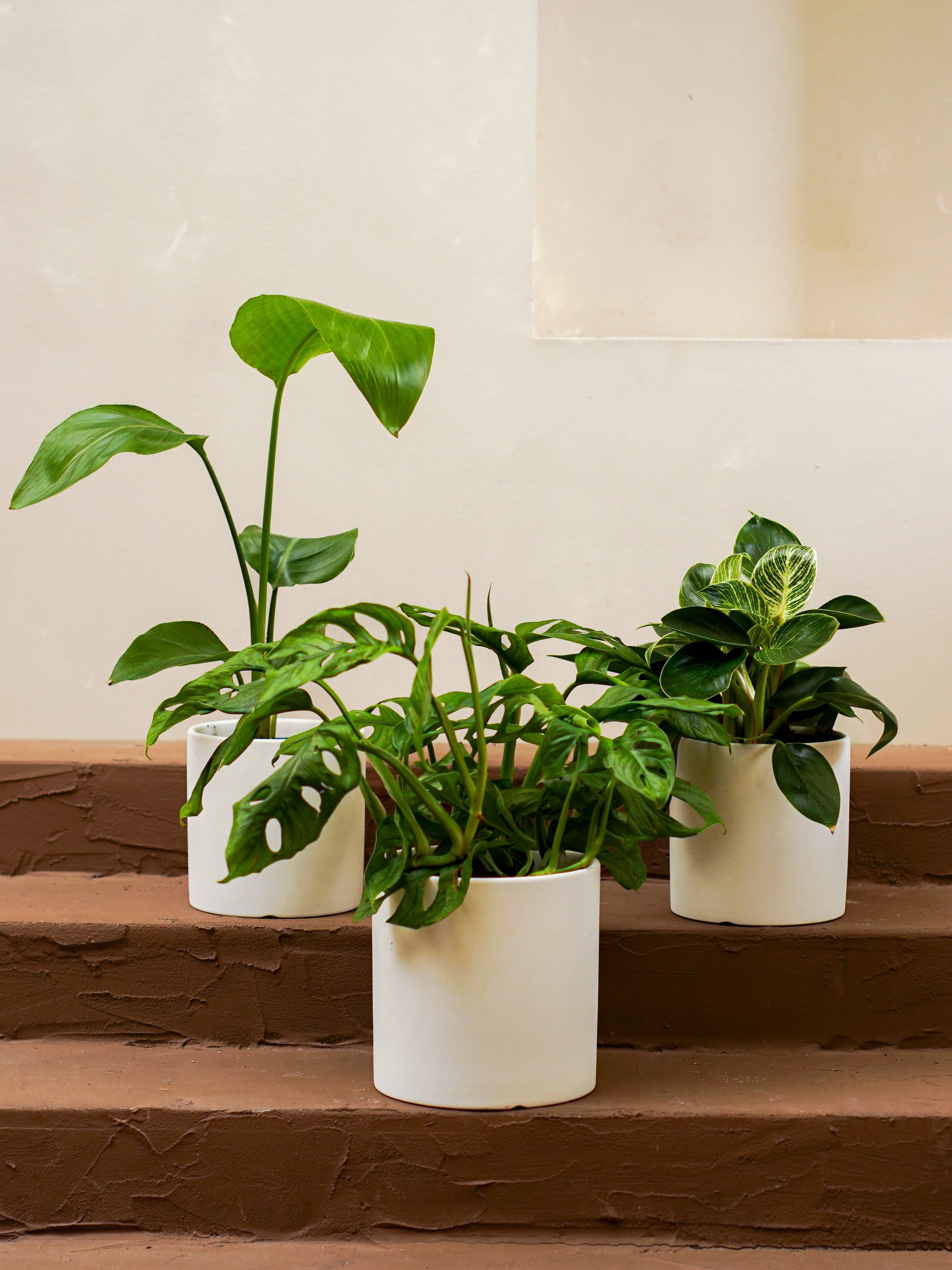 Tabletop Jungle