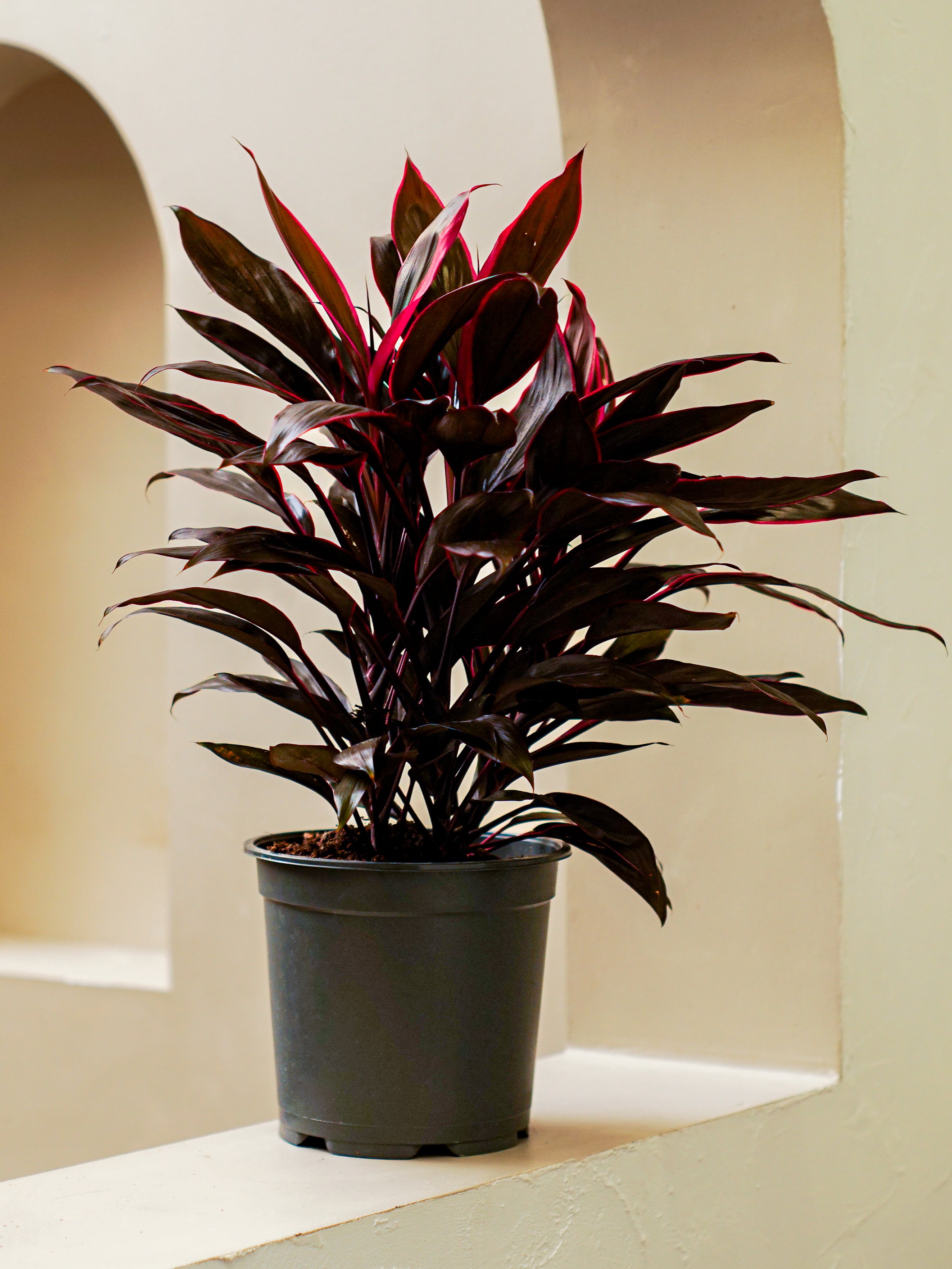 indoor cordyline plant care Cordyline Fruticosa | Vibrant Indoor Plant
