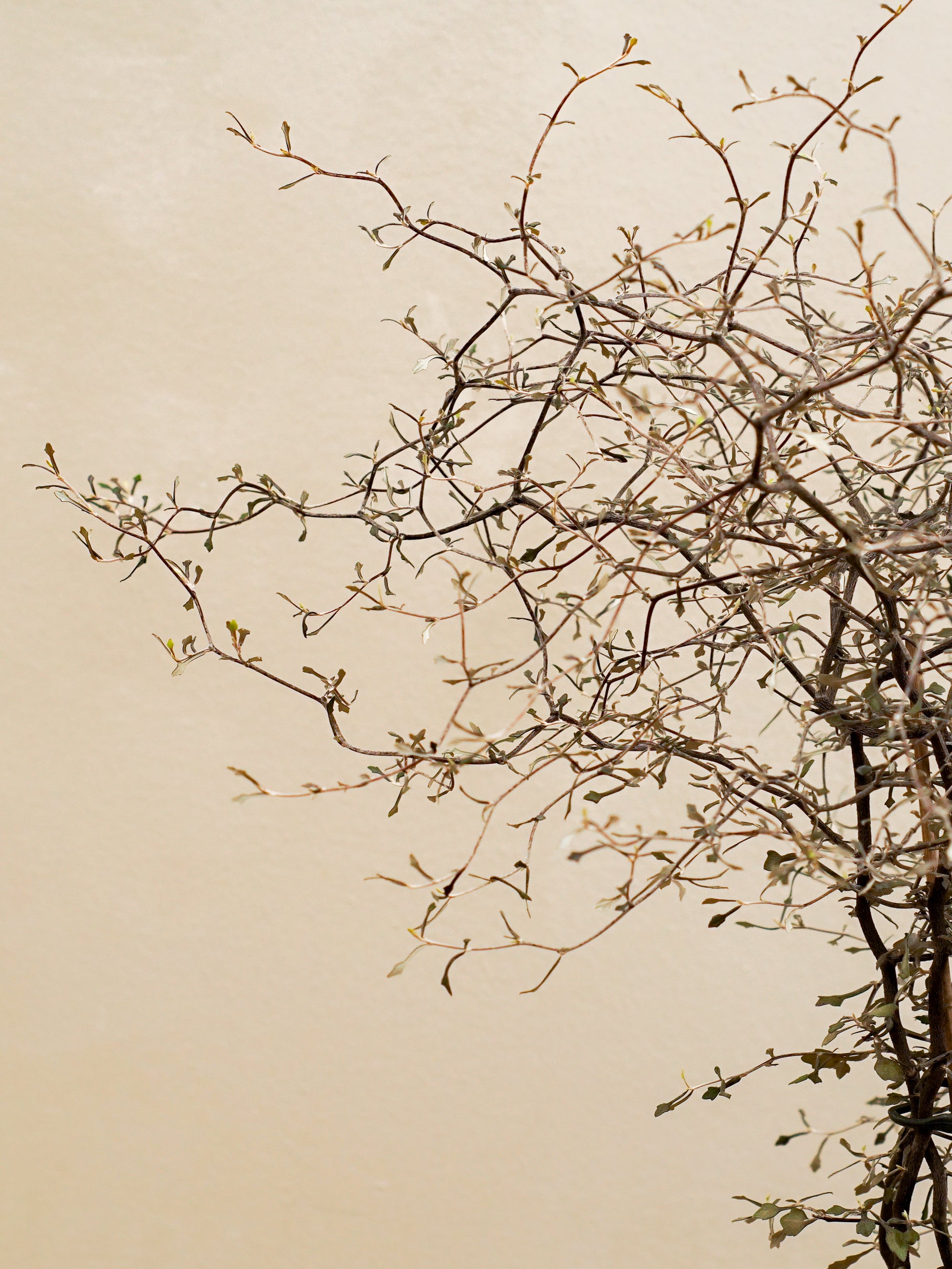 Corokia Cotoneaster
