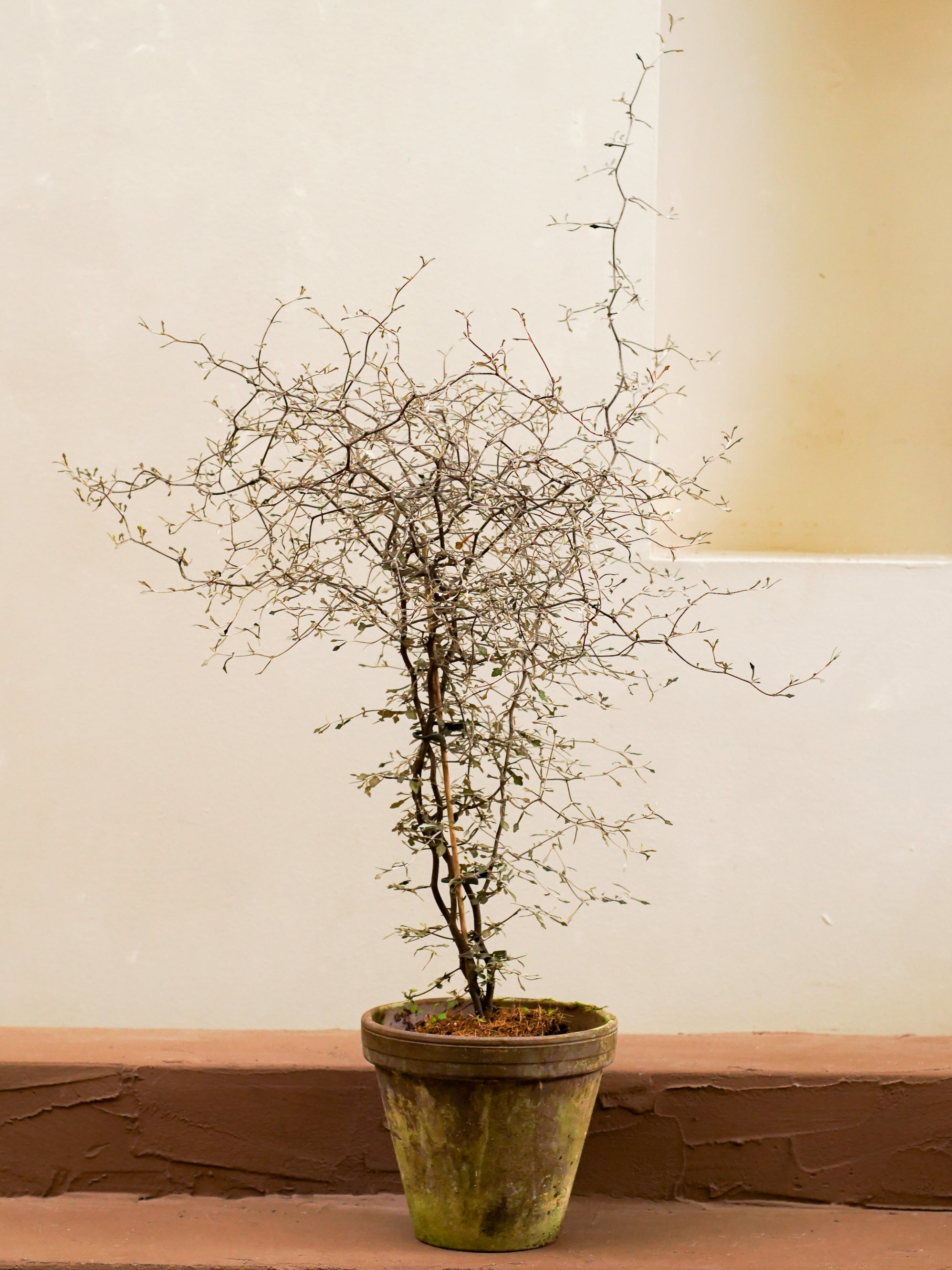 Corokia Cotoneaster