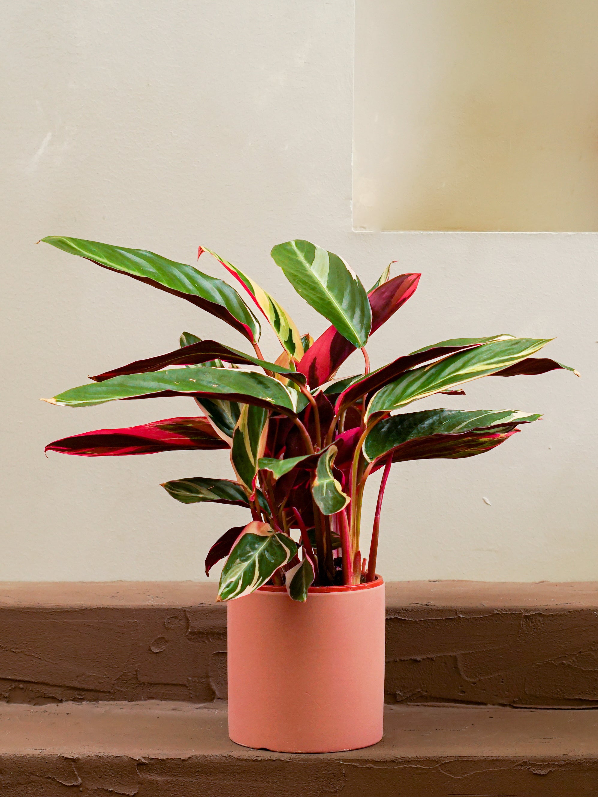Calathea Triostar