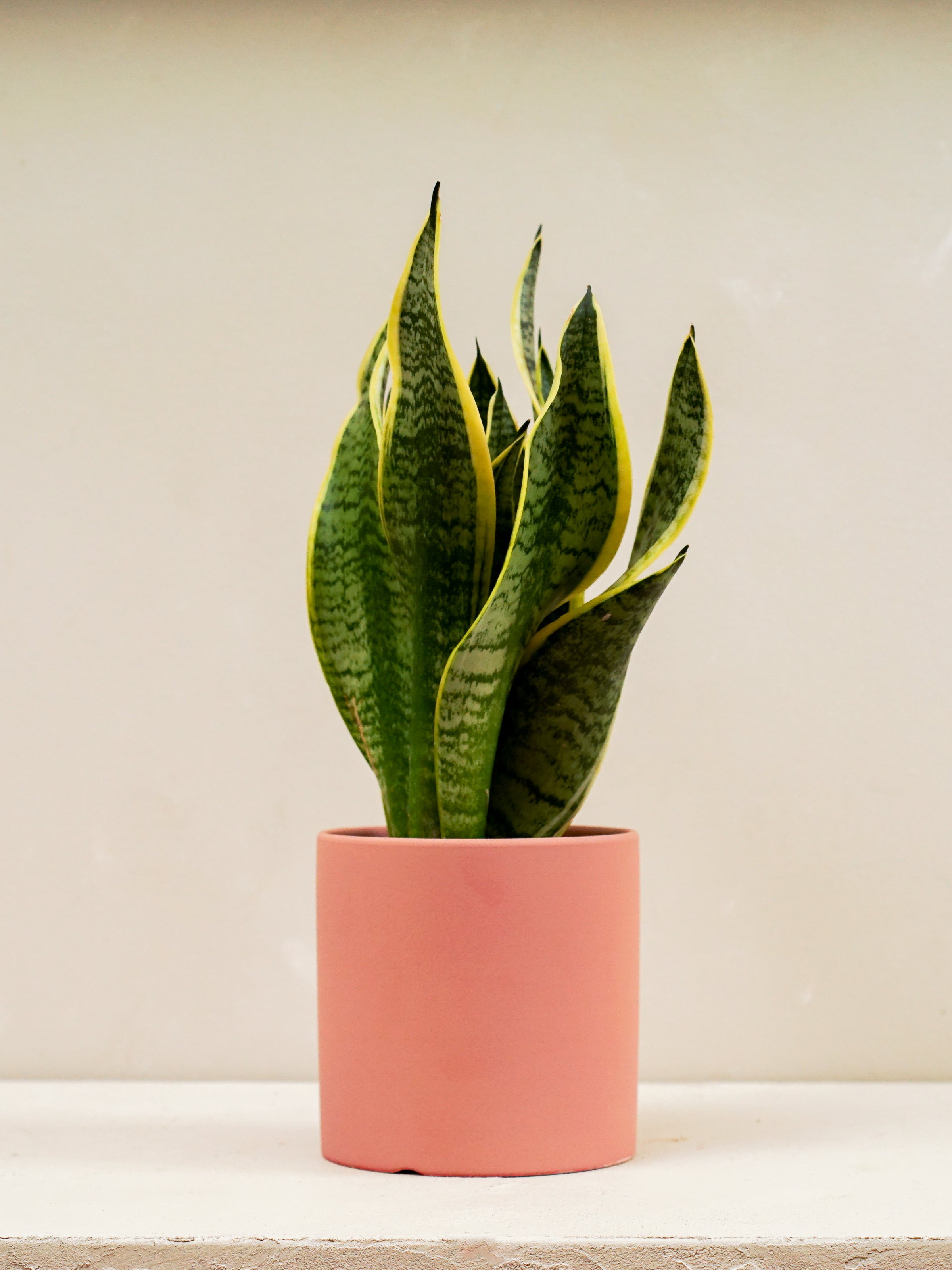 Snake Plant