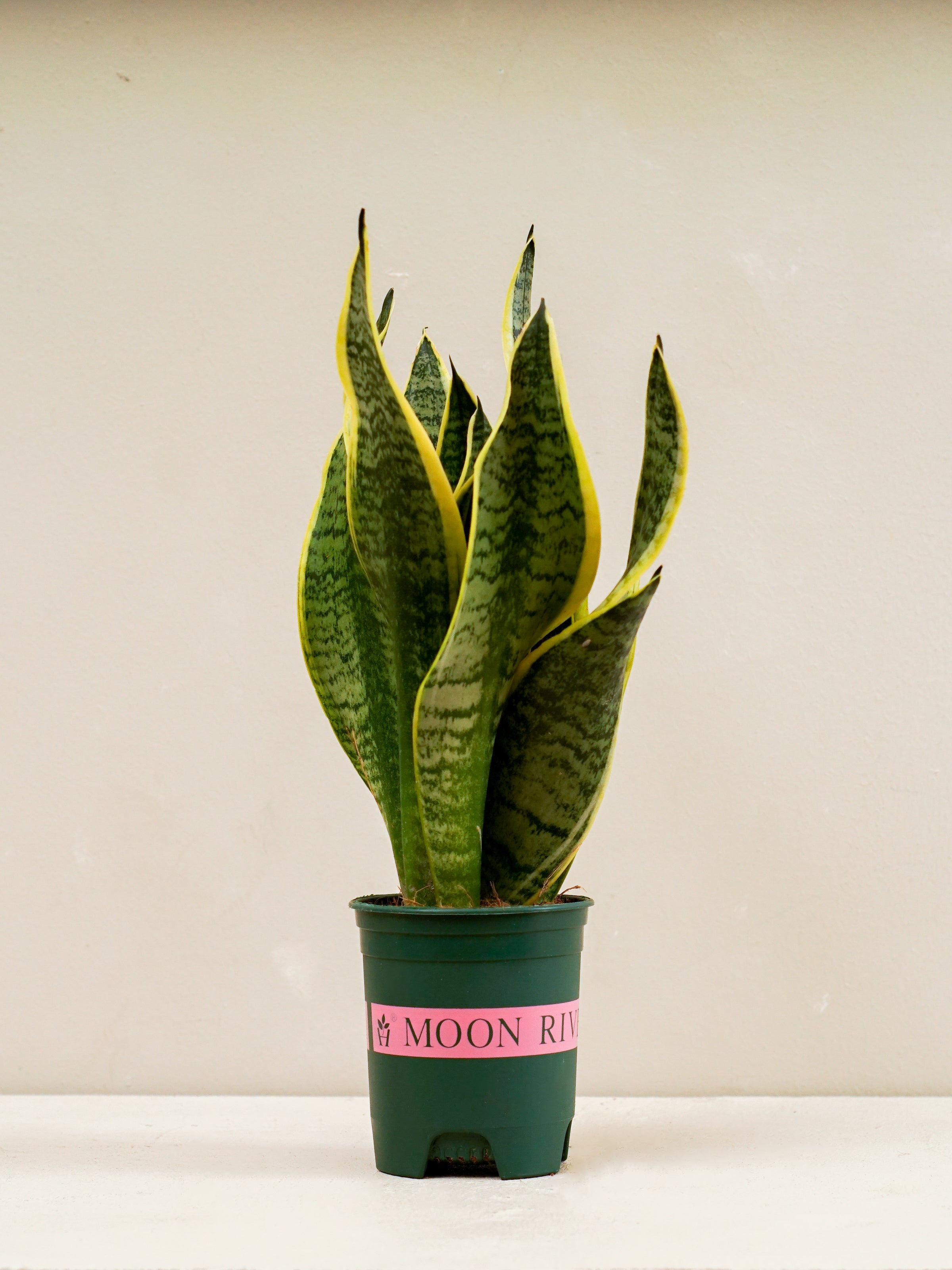 Snake Plant