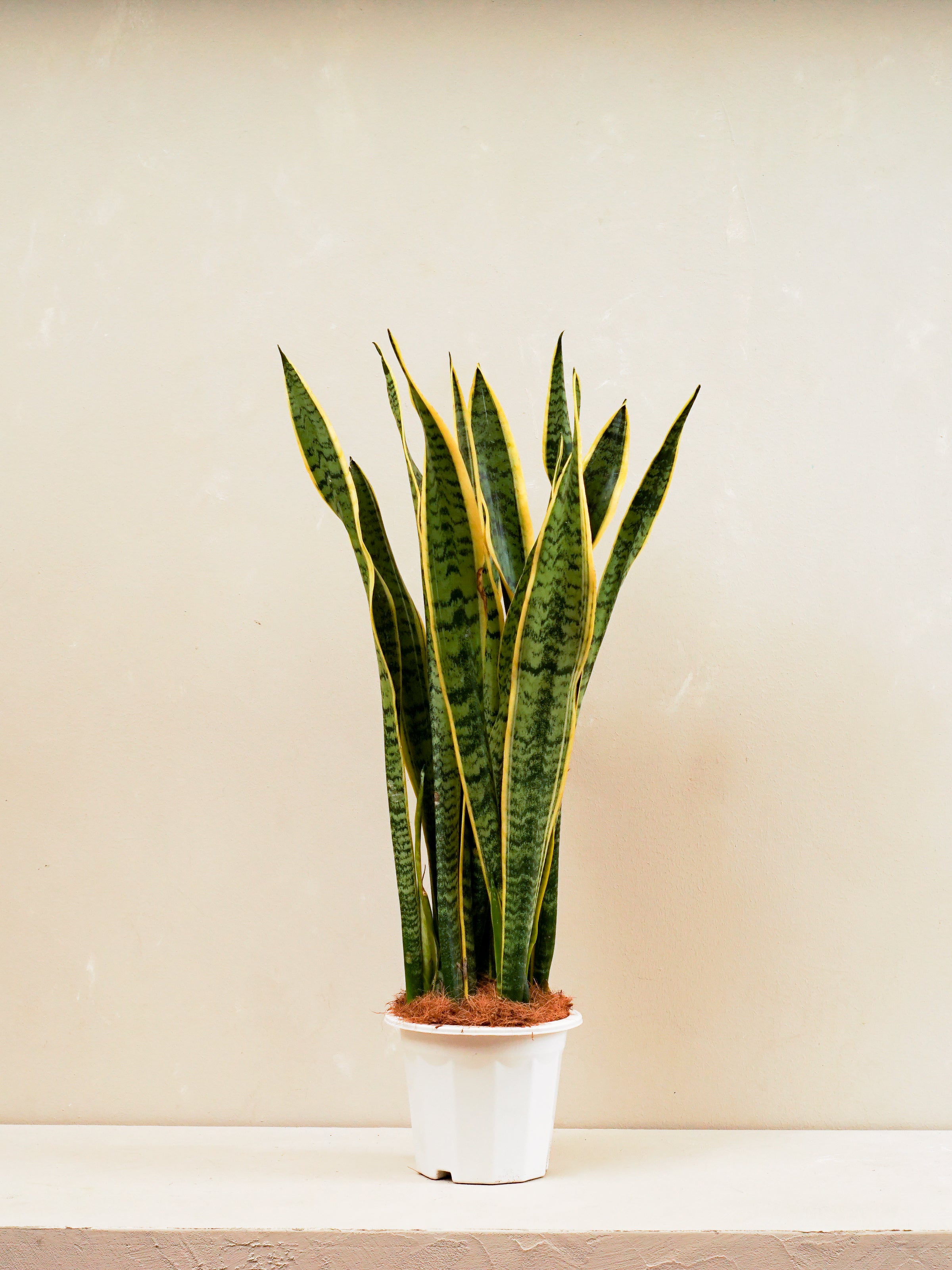 Snake Plant