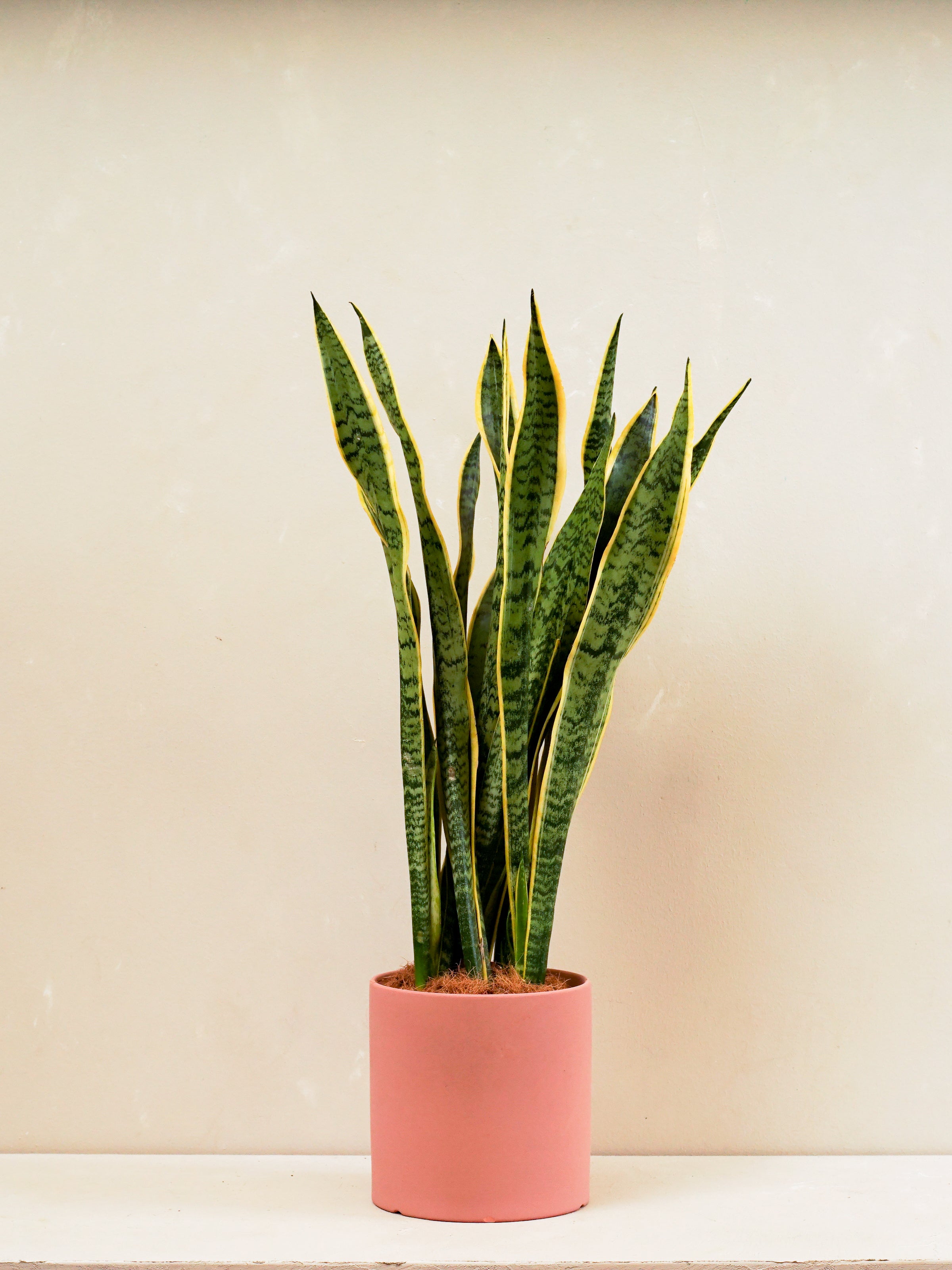 Snake Plant