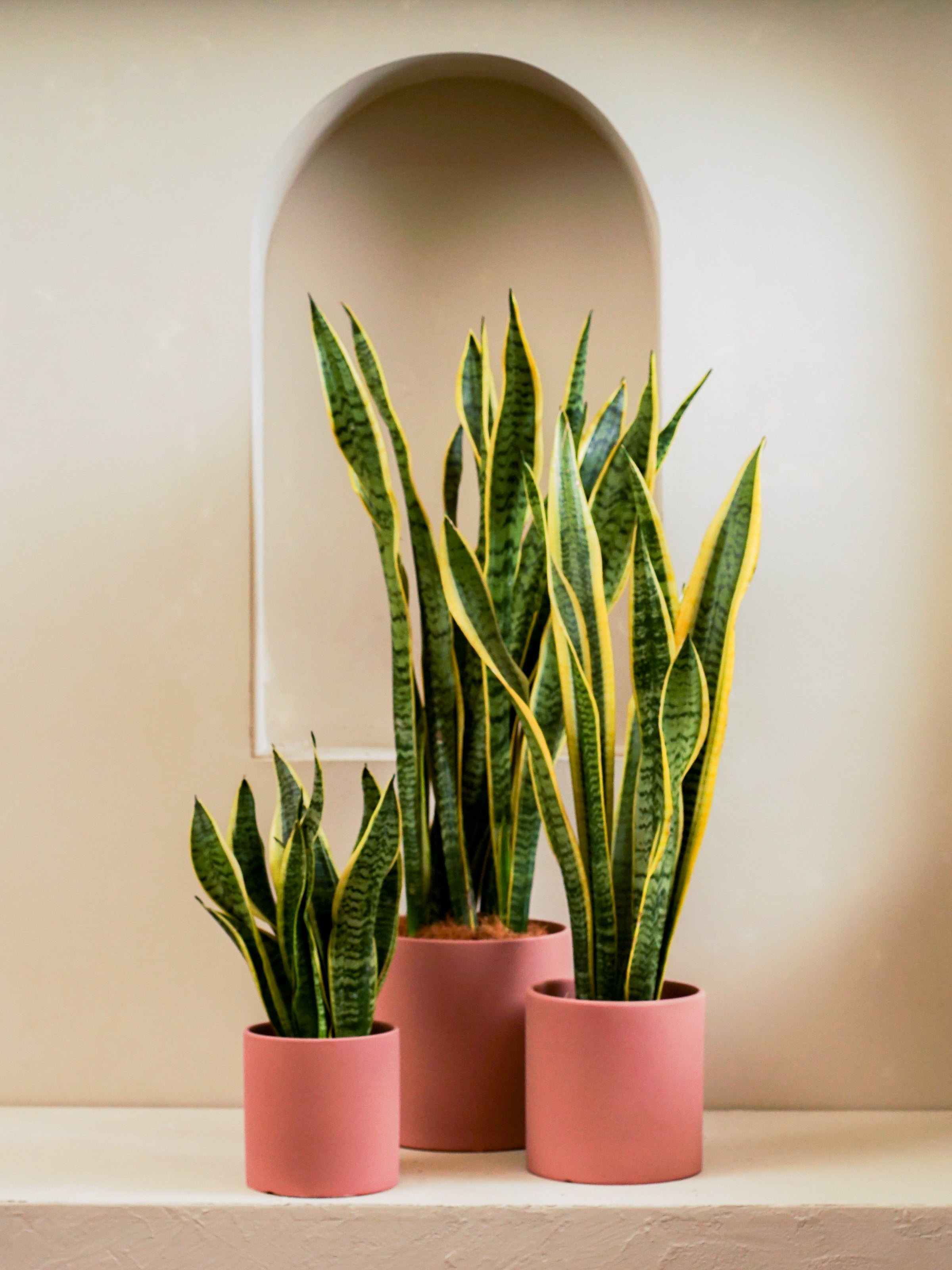 Snake Plant