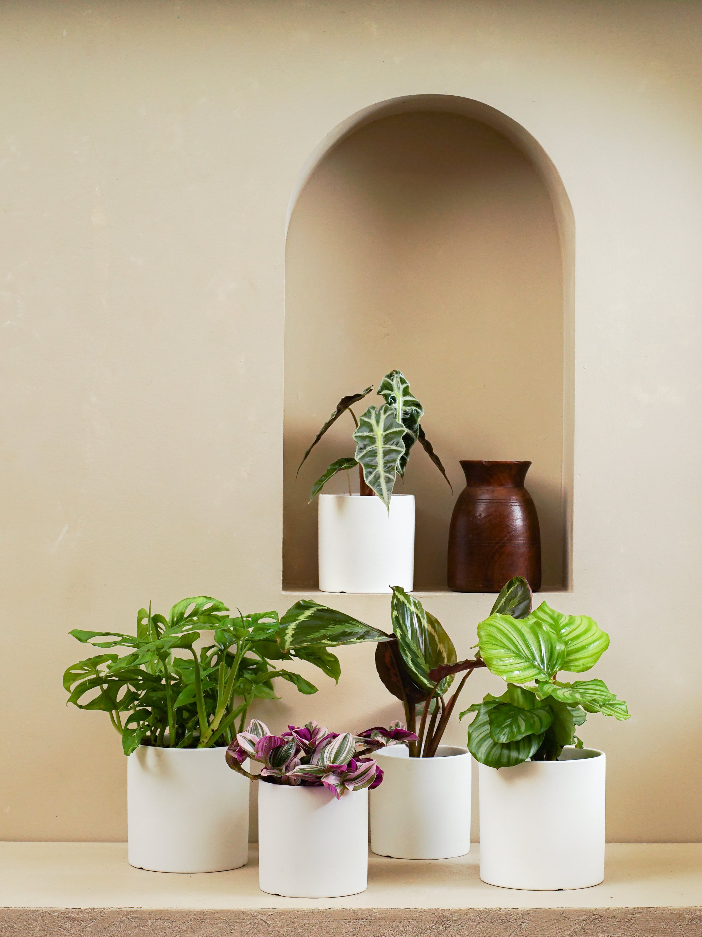 Leafy Collection
