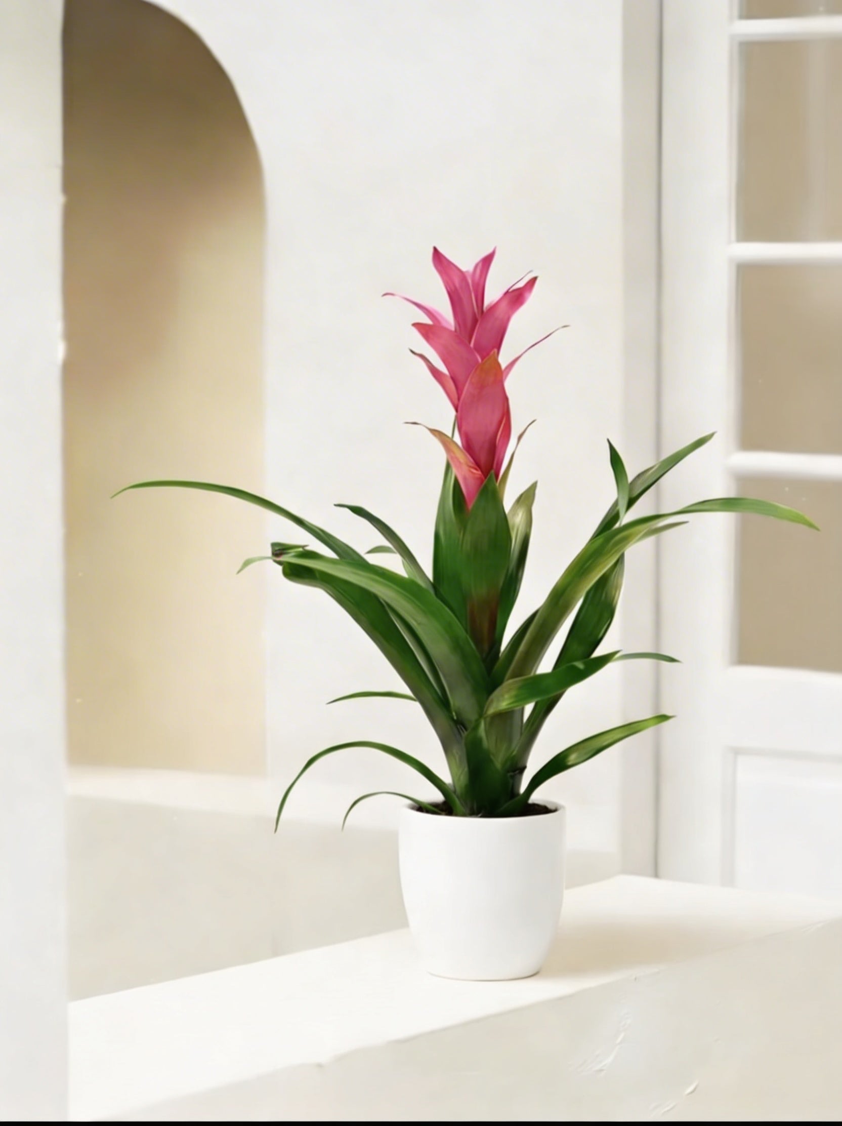 Guzmania
