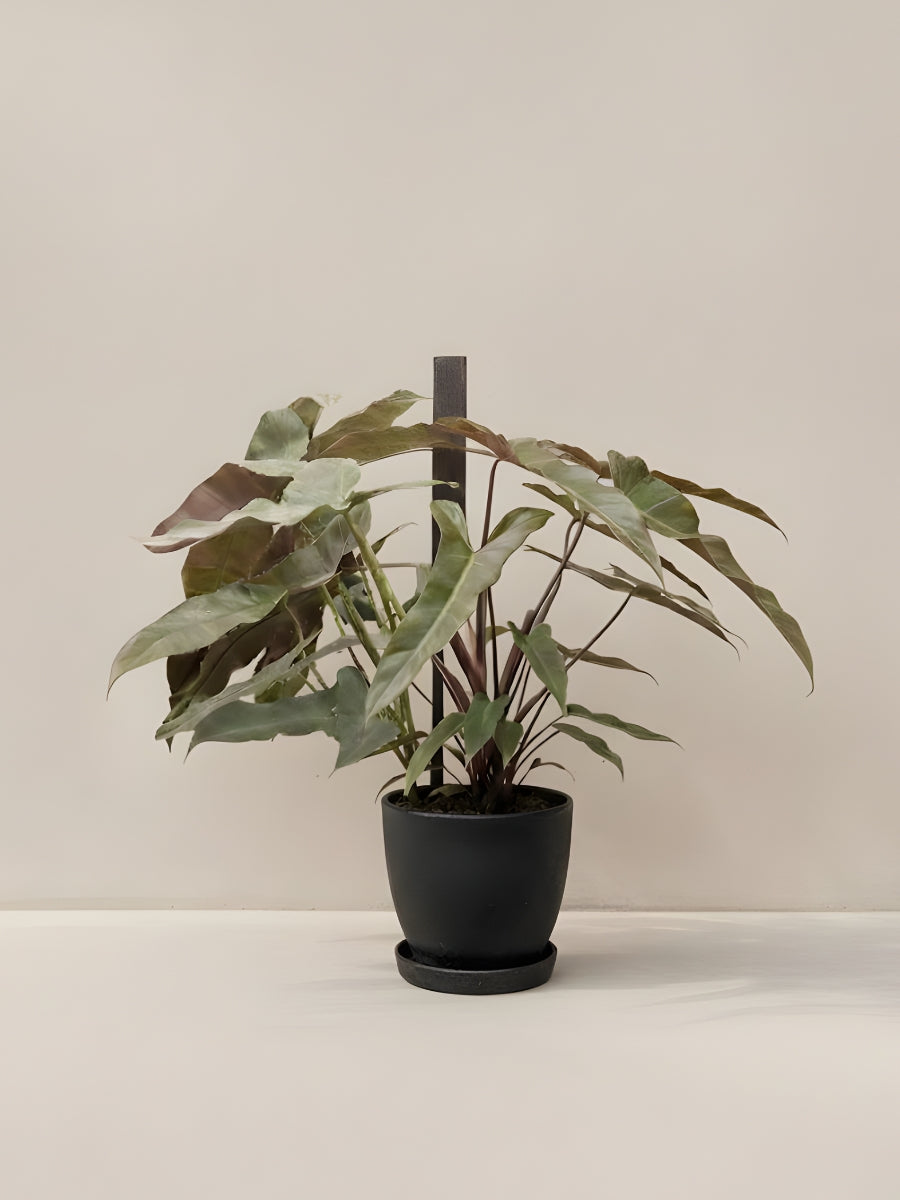 Holy Grail Philodendron