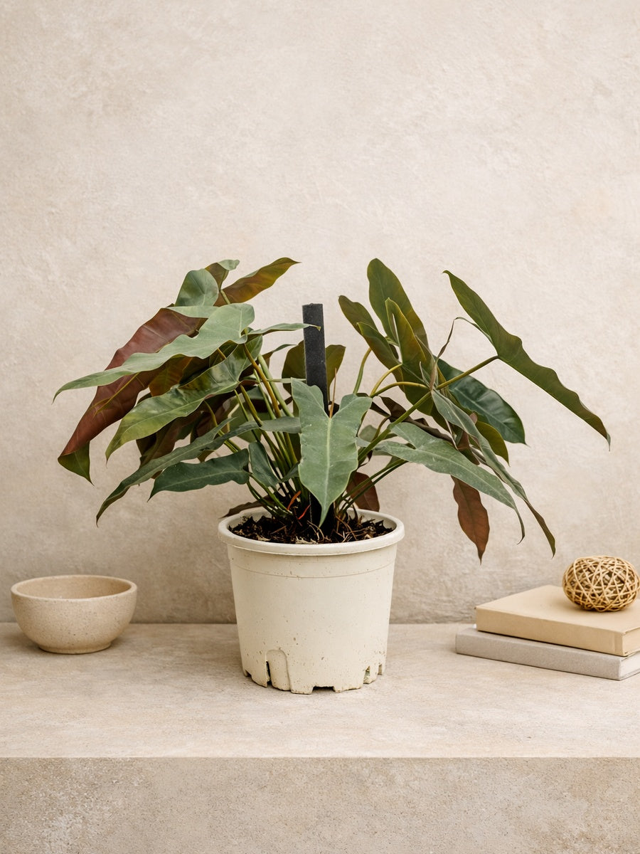 Holy Grail Philodendron