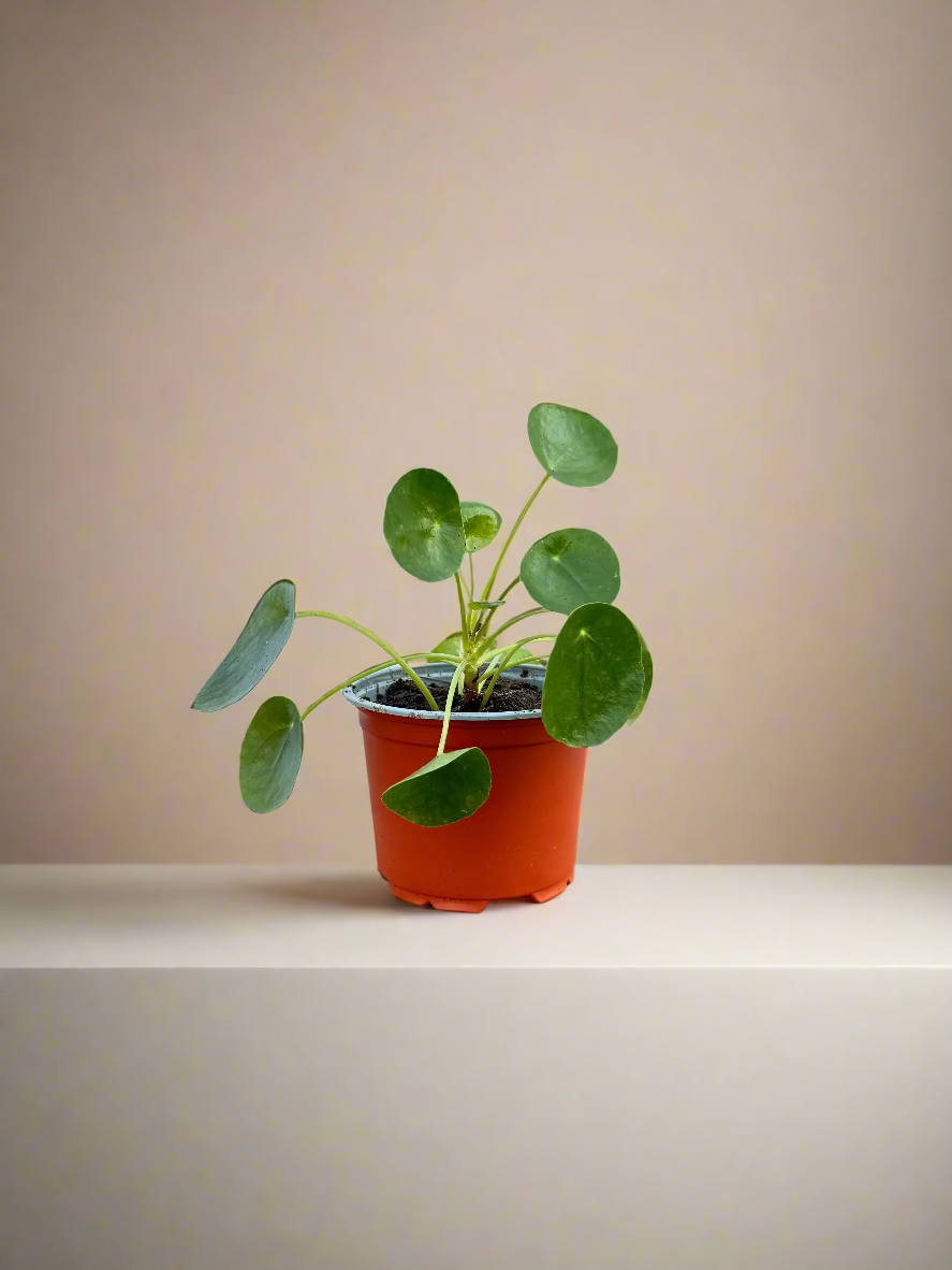 Chinese Money Plant