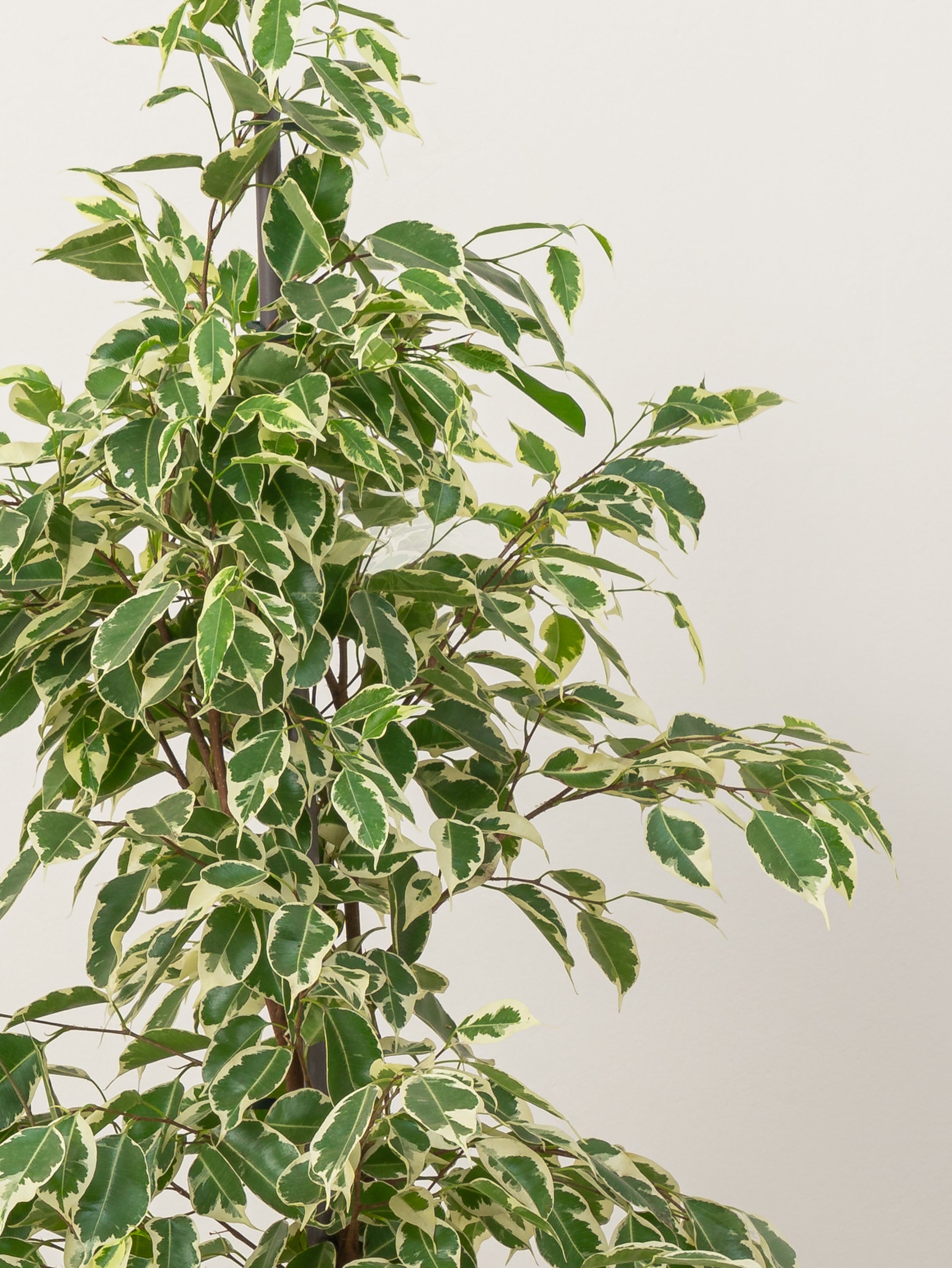 Ficus Benjamina Starlight