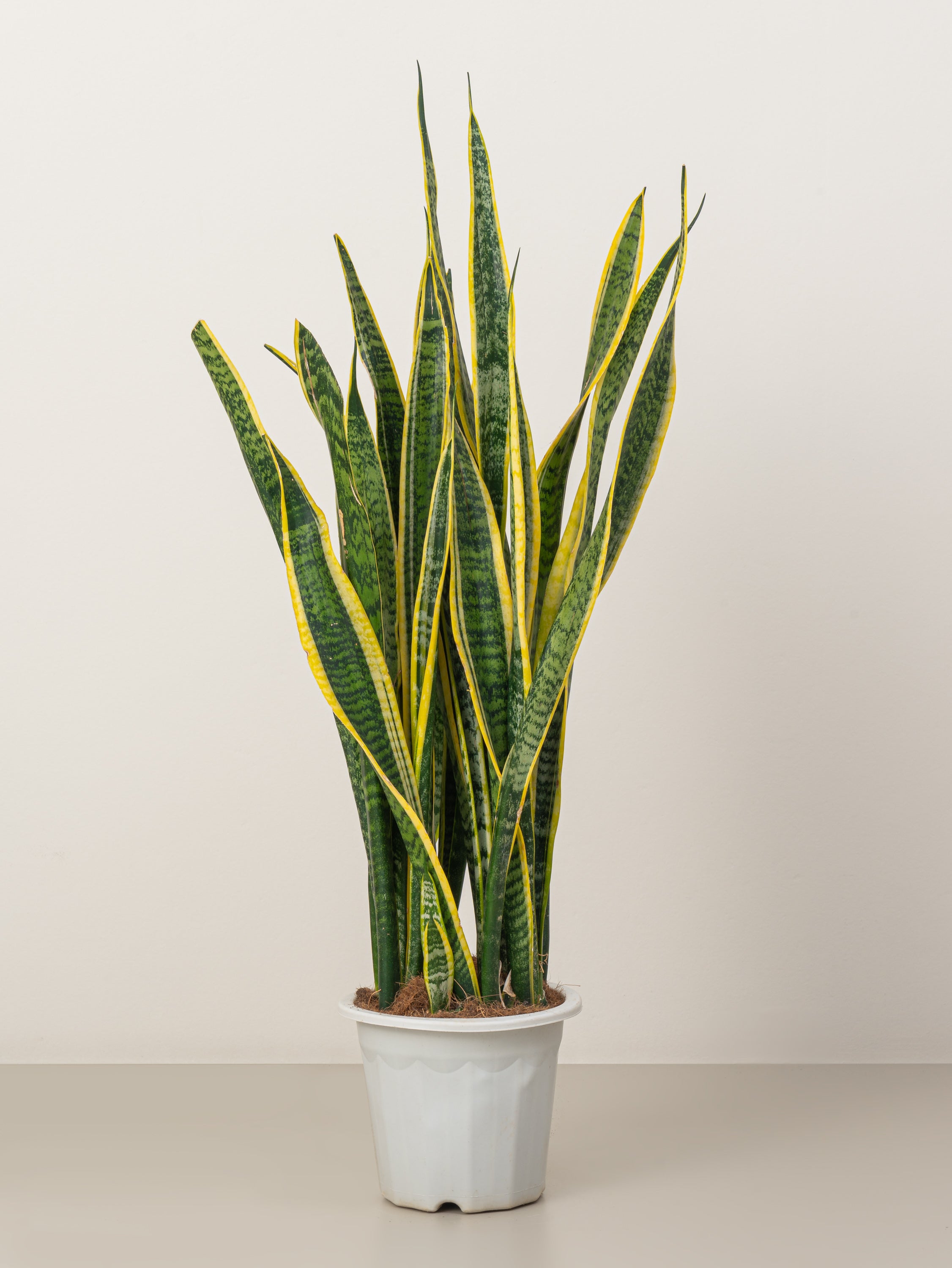 Snake Plant