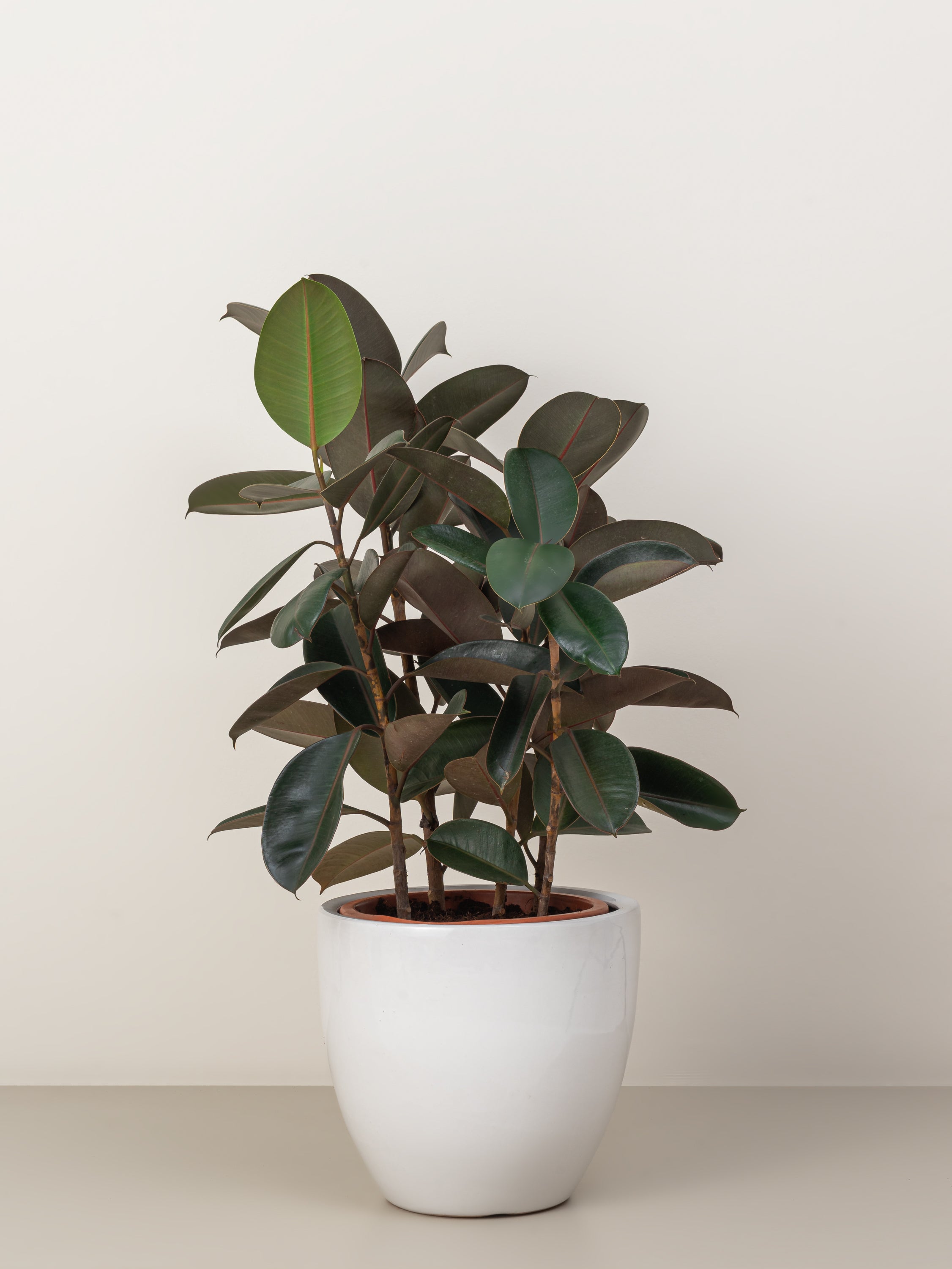 Rubber Plant