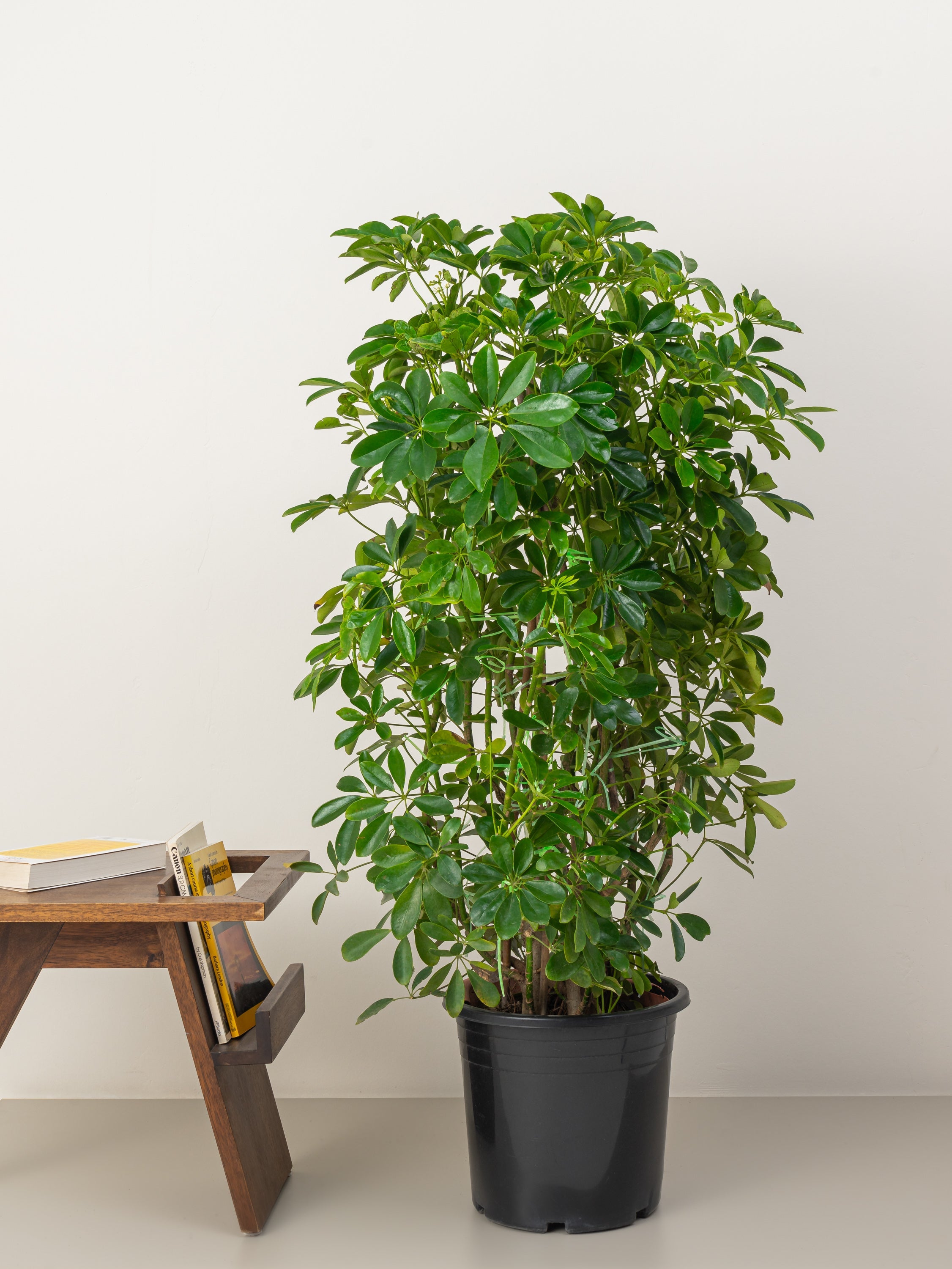 Umbrella Plant