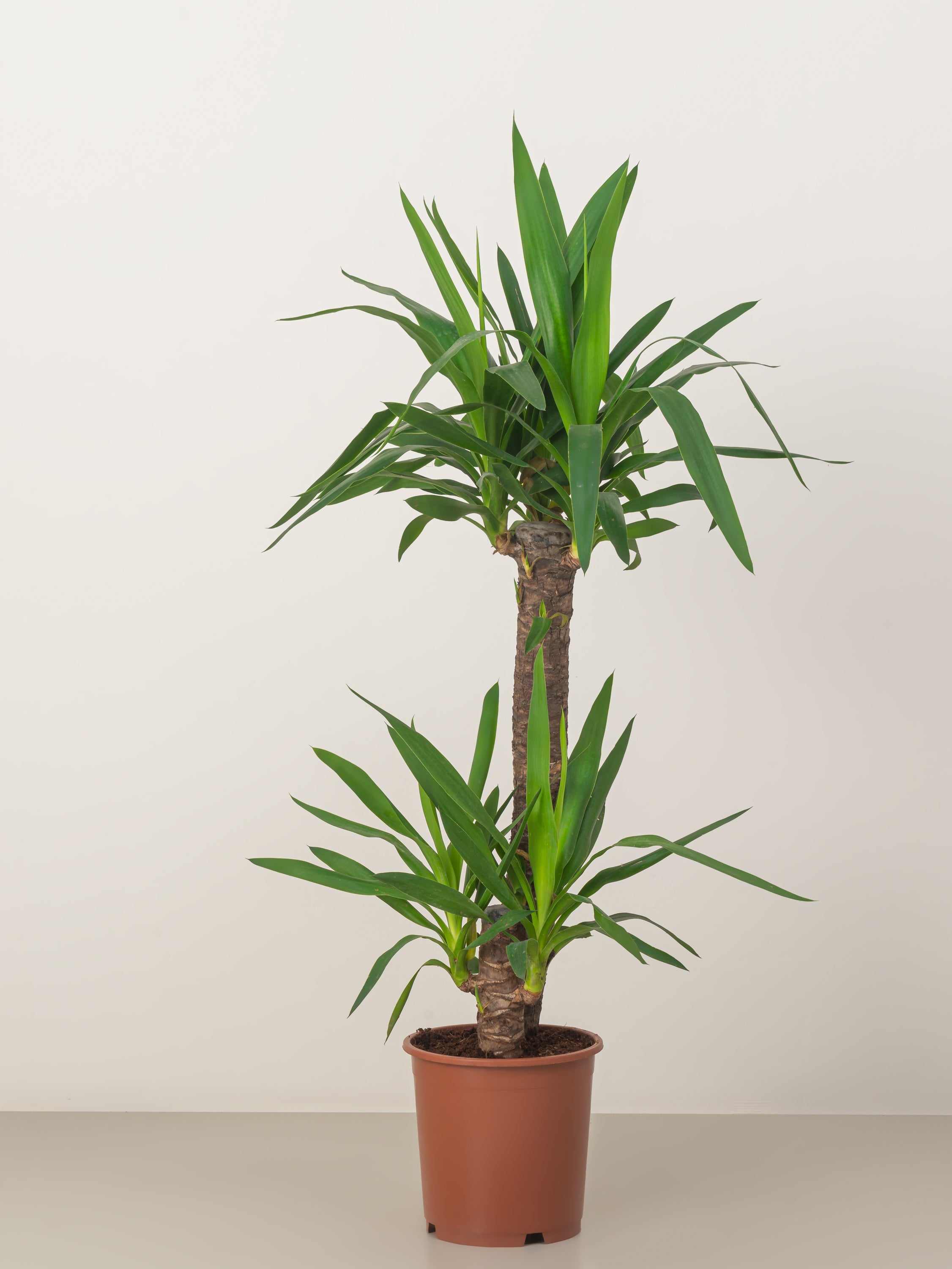 Yucca