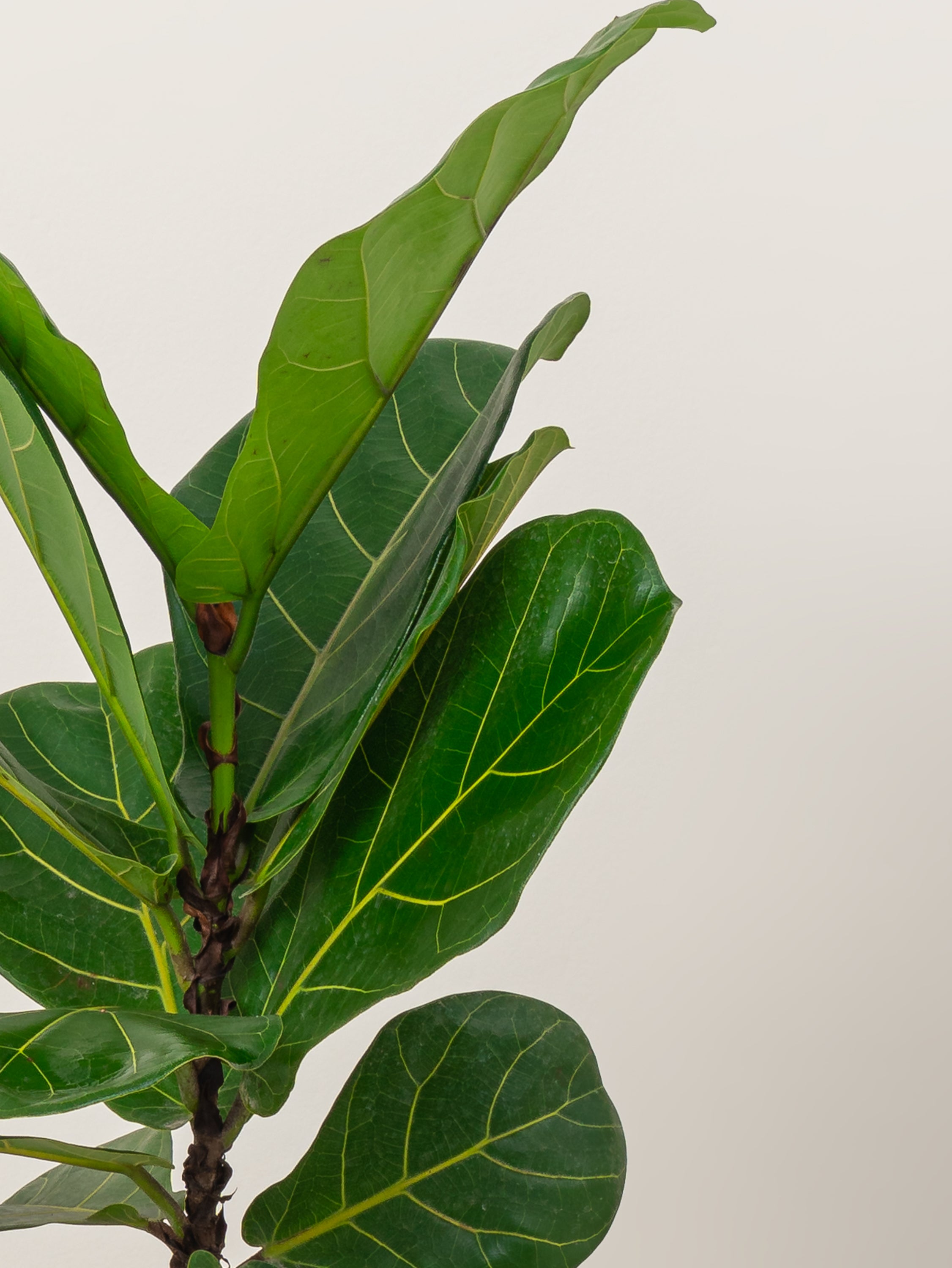 Fiddle Leaf Plant