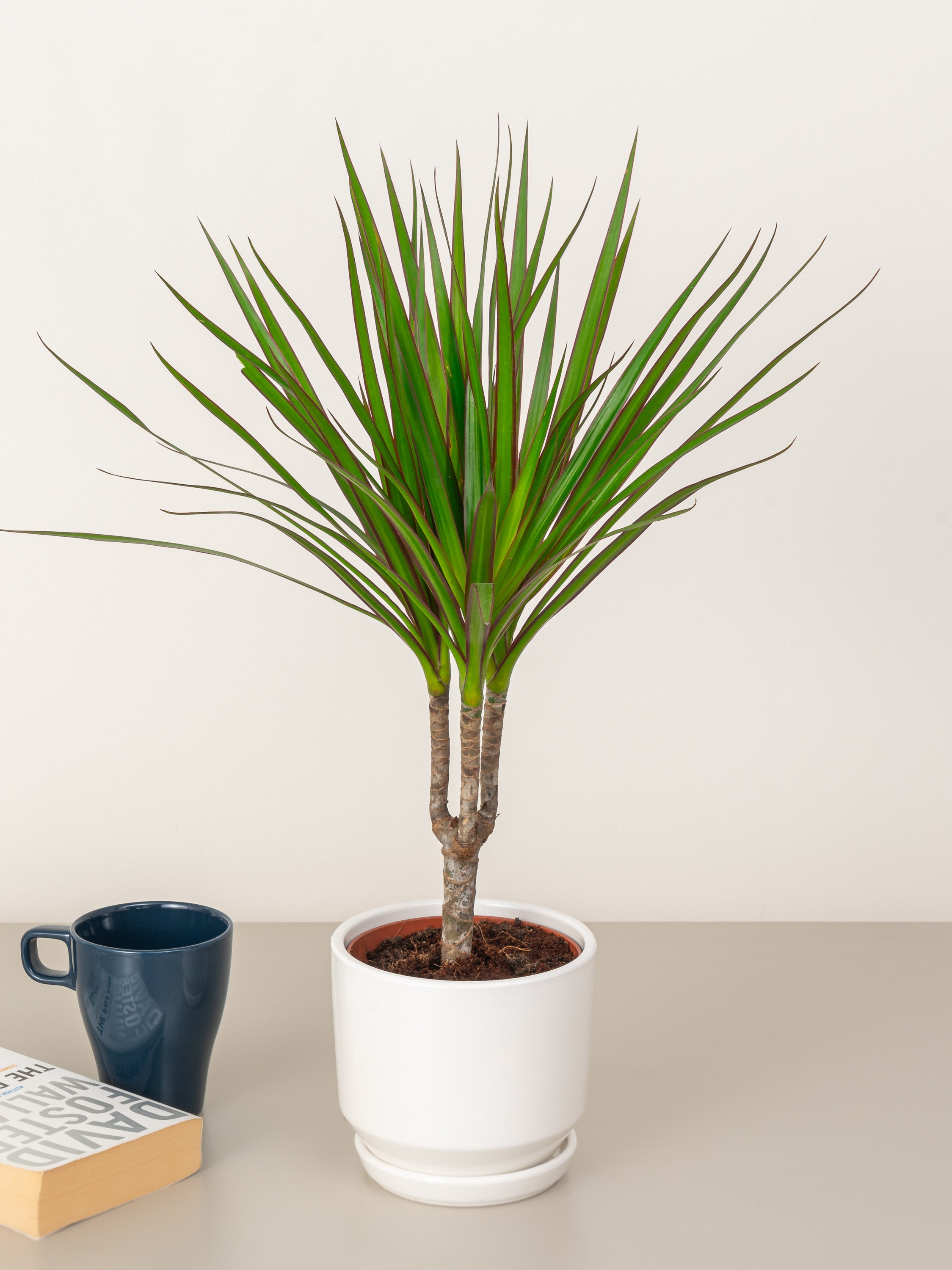 Dracaena Marginata Head