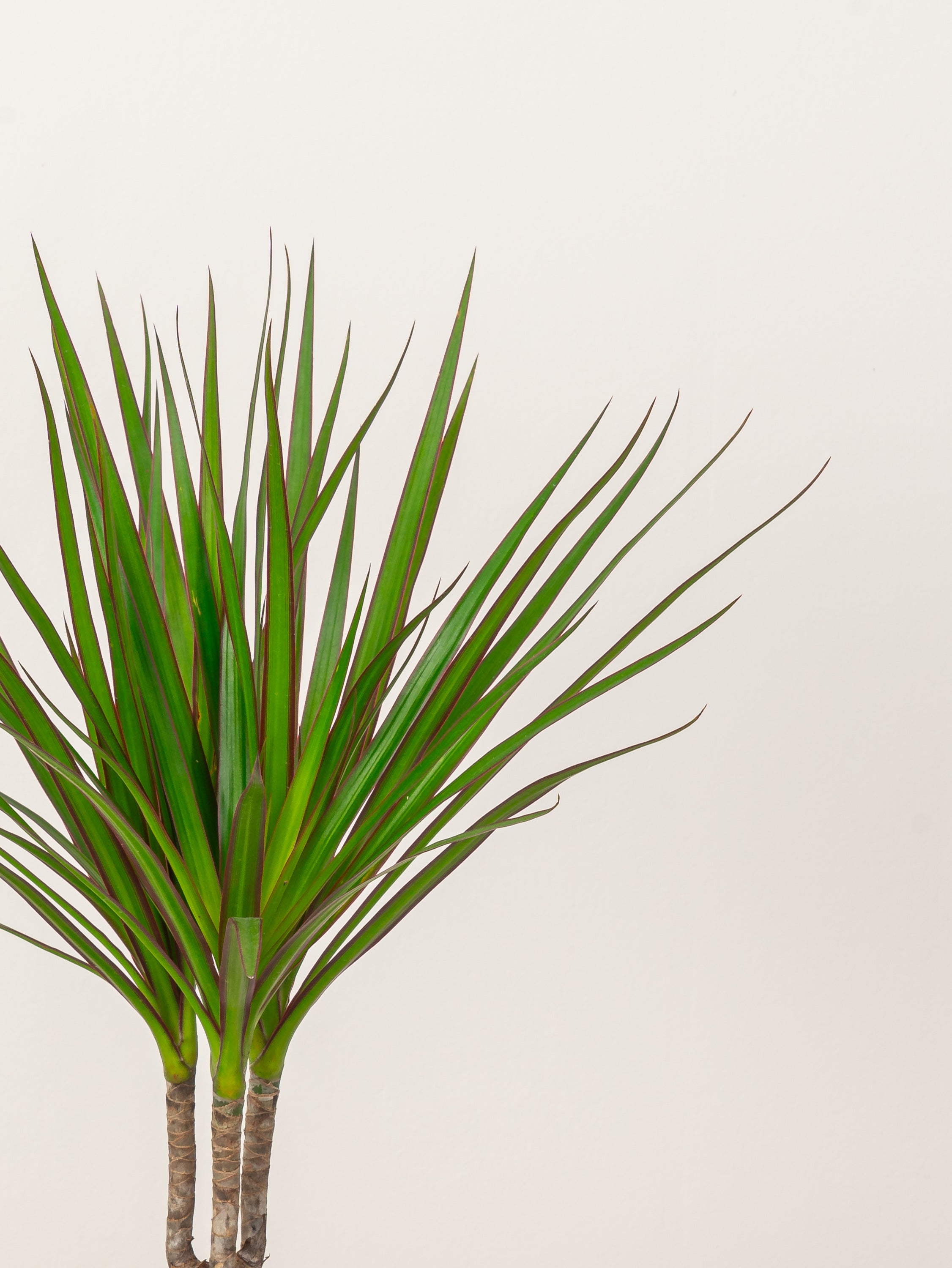 Dracaena Marginata Head